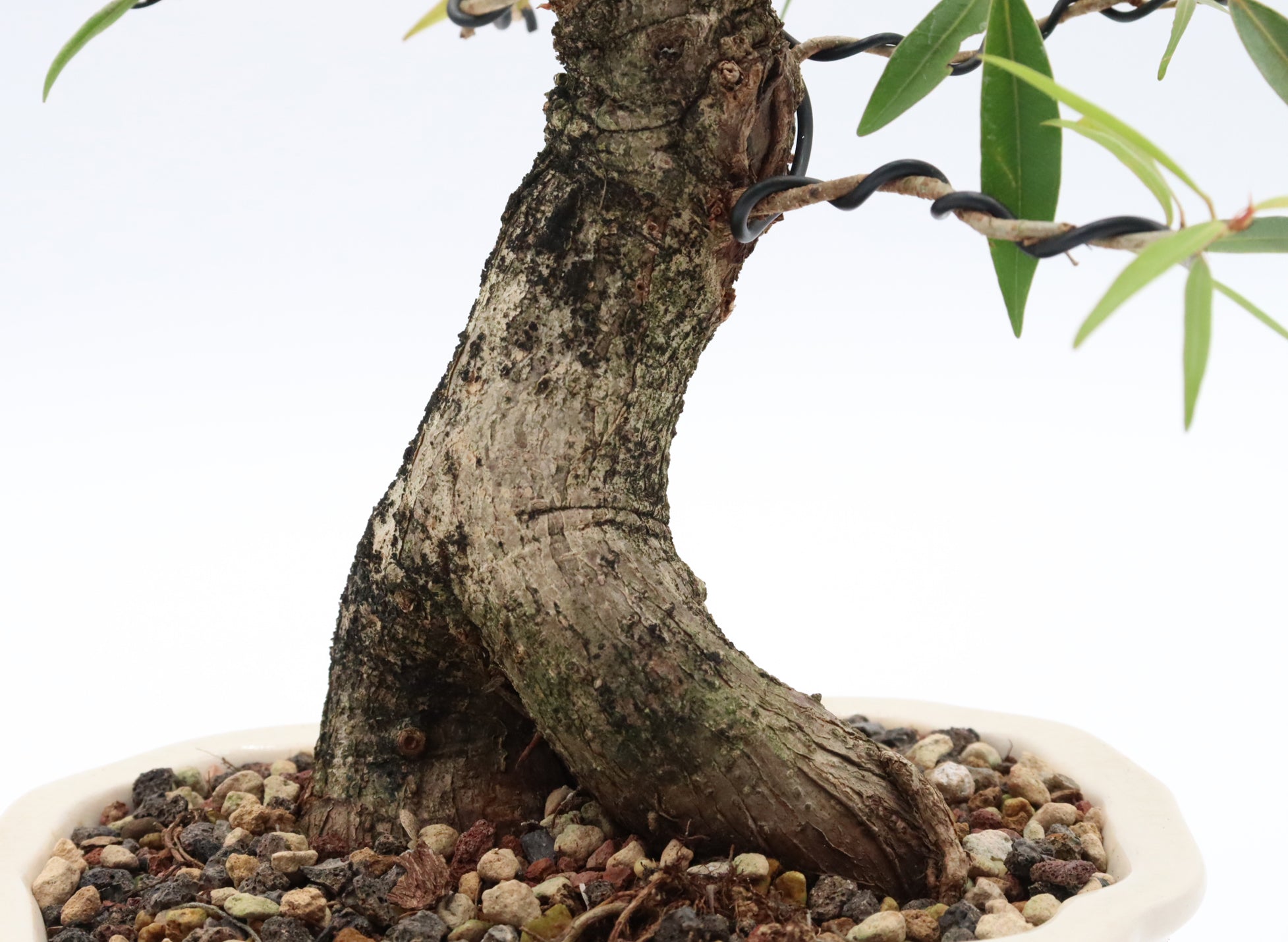 Willow Leaf Ficus in a Six Inch Yixing Container