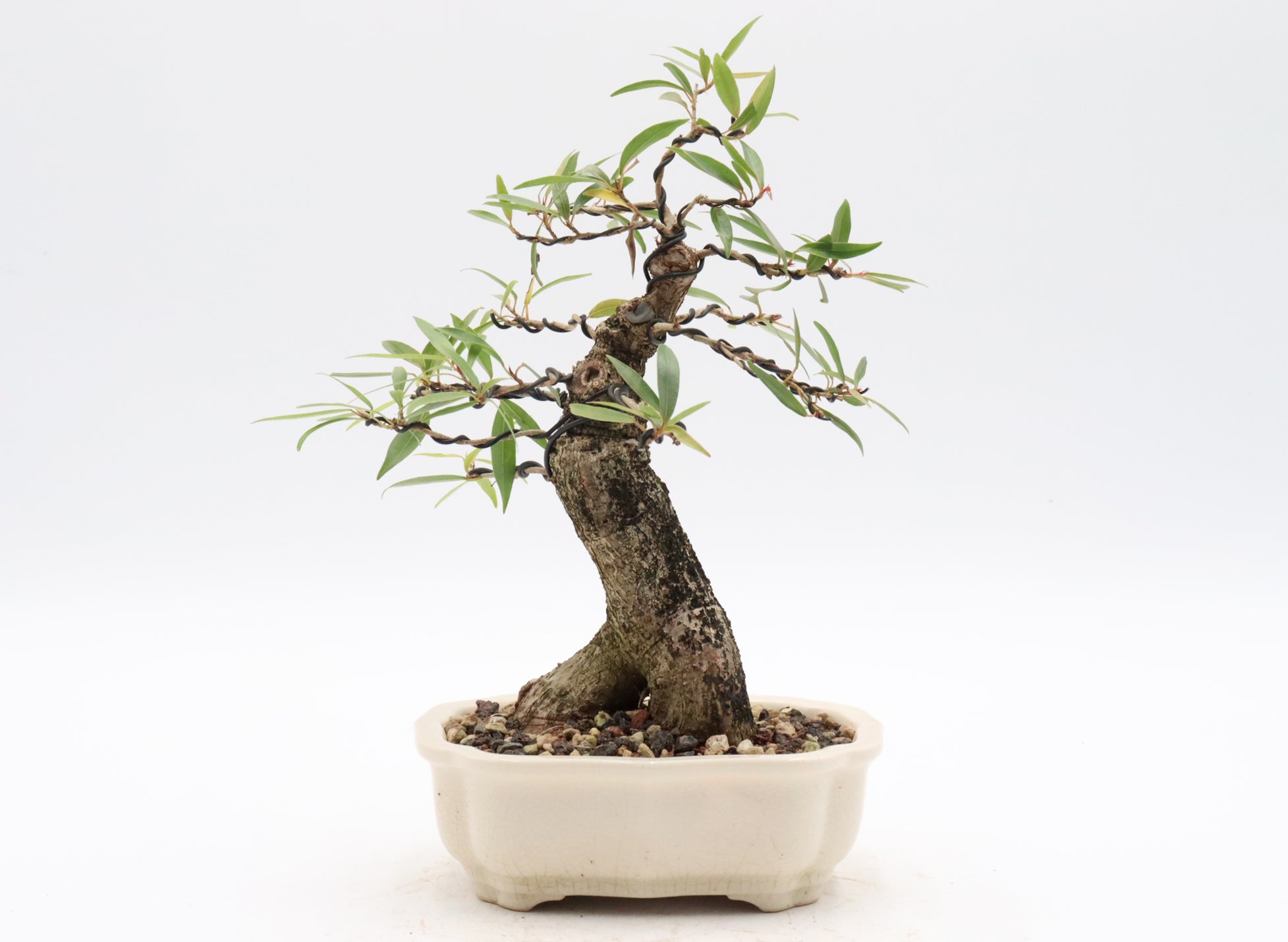 Willow Leaf Ficus in a Six Inch Yixing Container