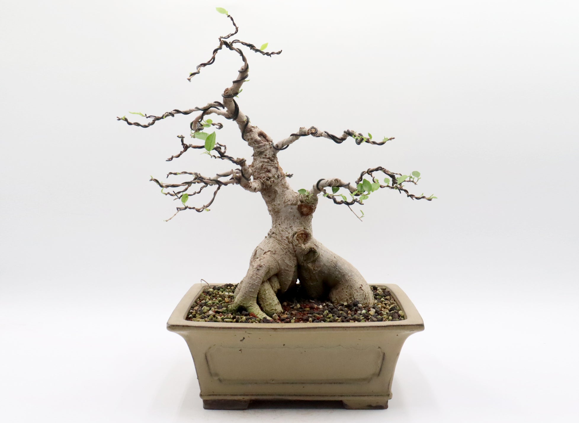 Ficus microcarpa in a Glazed Container