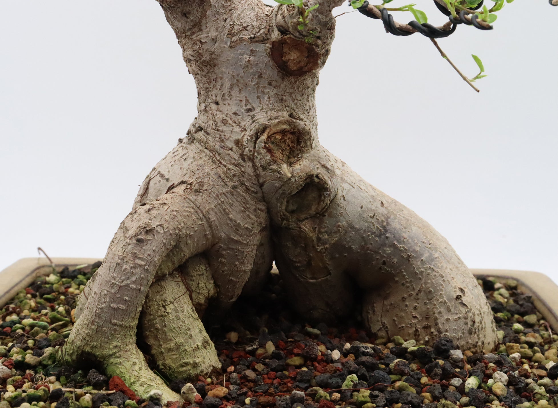Ficus microcarpa in a Glazed Container