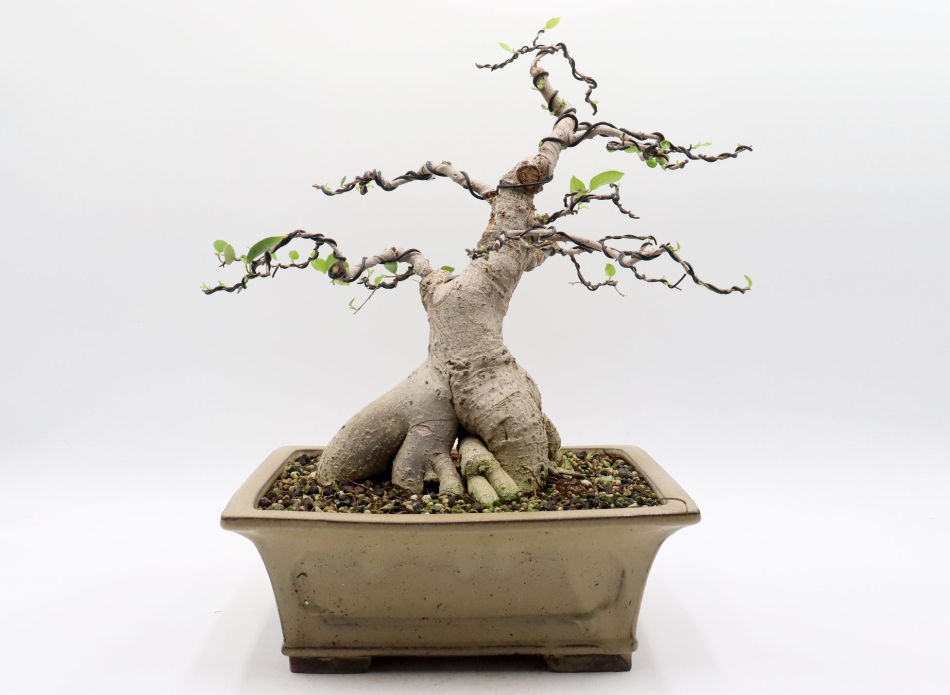 Ficus microcarpa in a Glazed Container