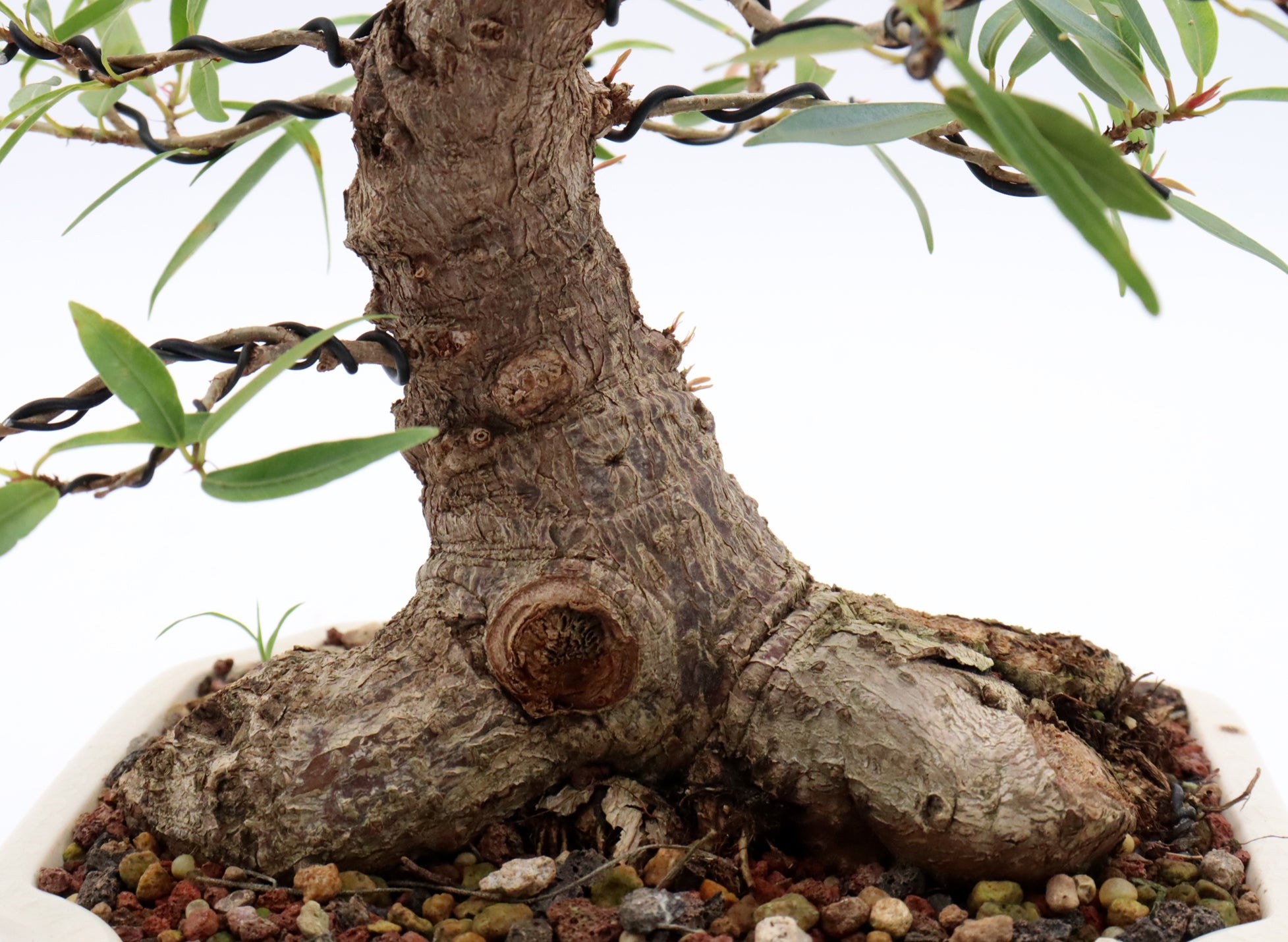 Willow Leaf Ficus in a Yixing Container