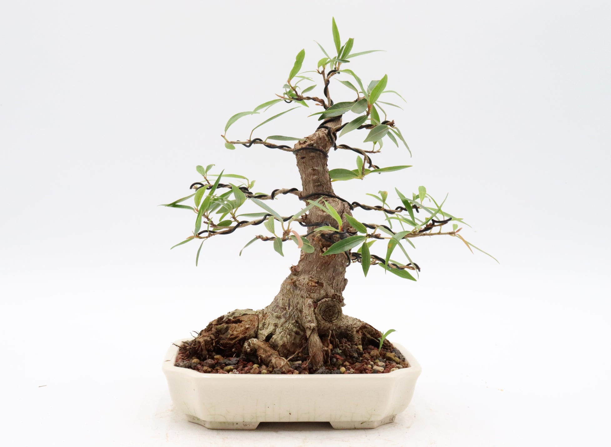 Willow Leaf Ficus in a Yixing Container