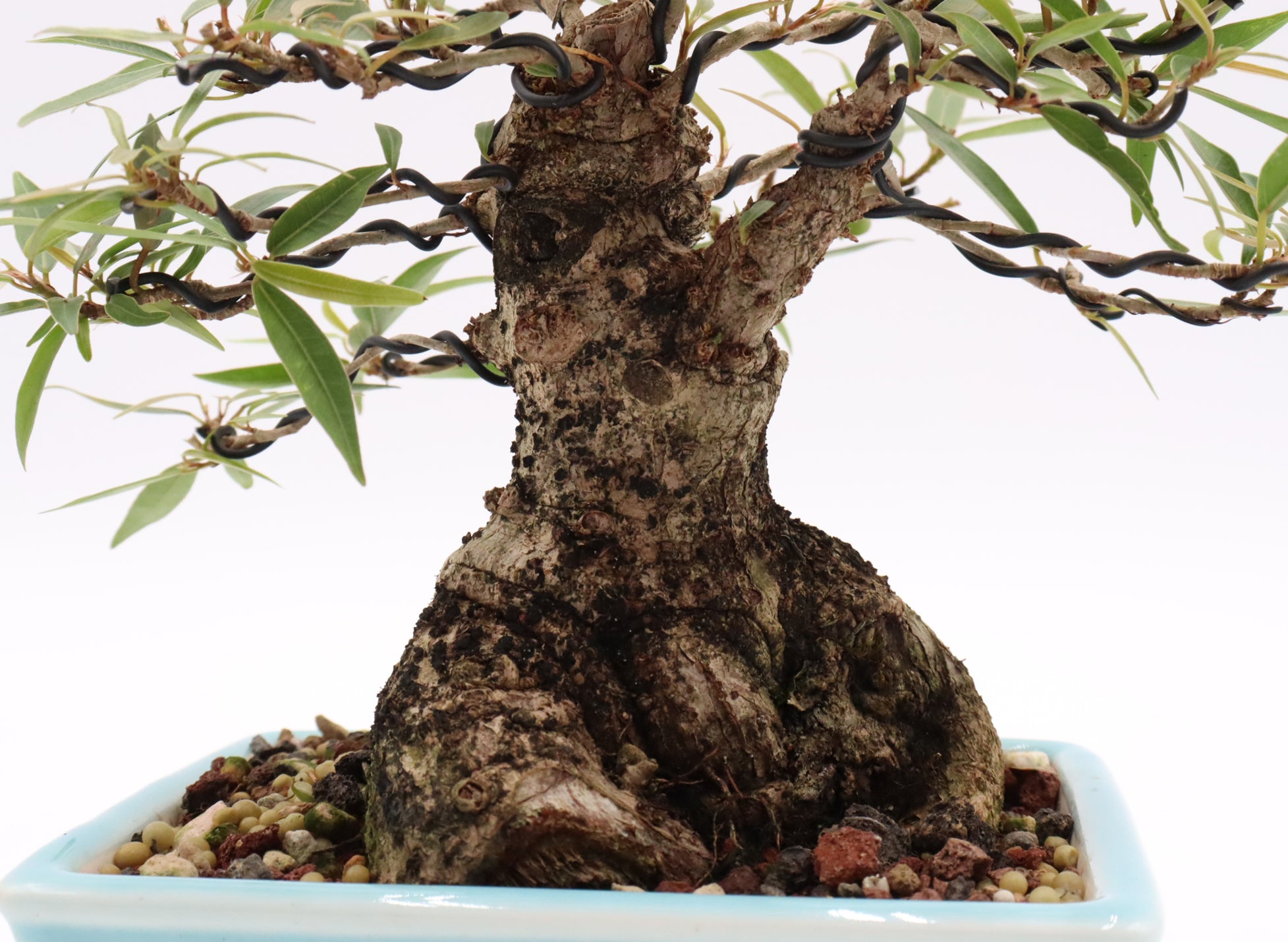 Willow Leaf Ficus in a Yixing Container