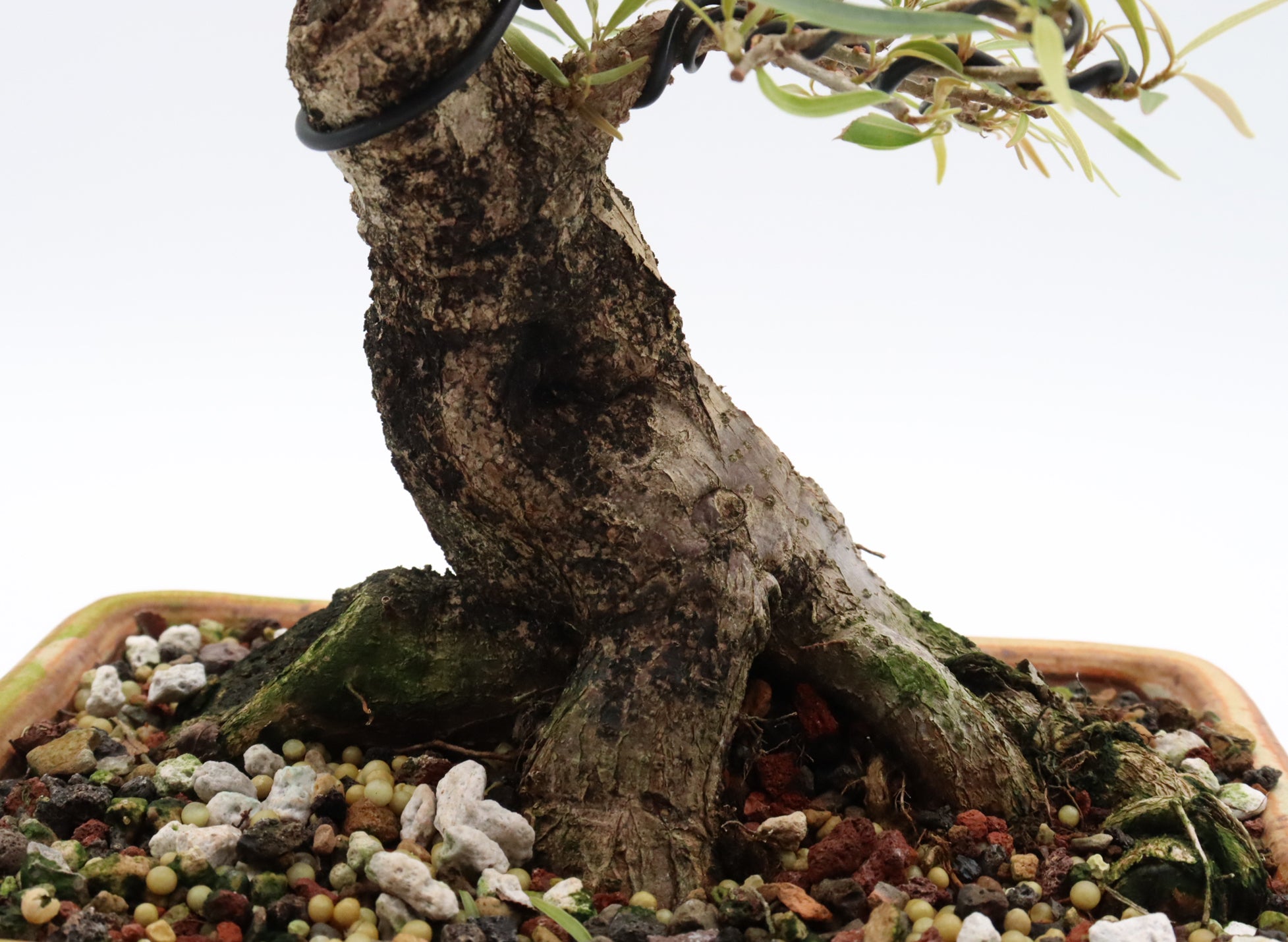Willow Leaf Ficus in a Jepson Pot