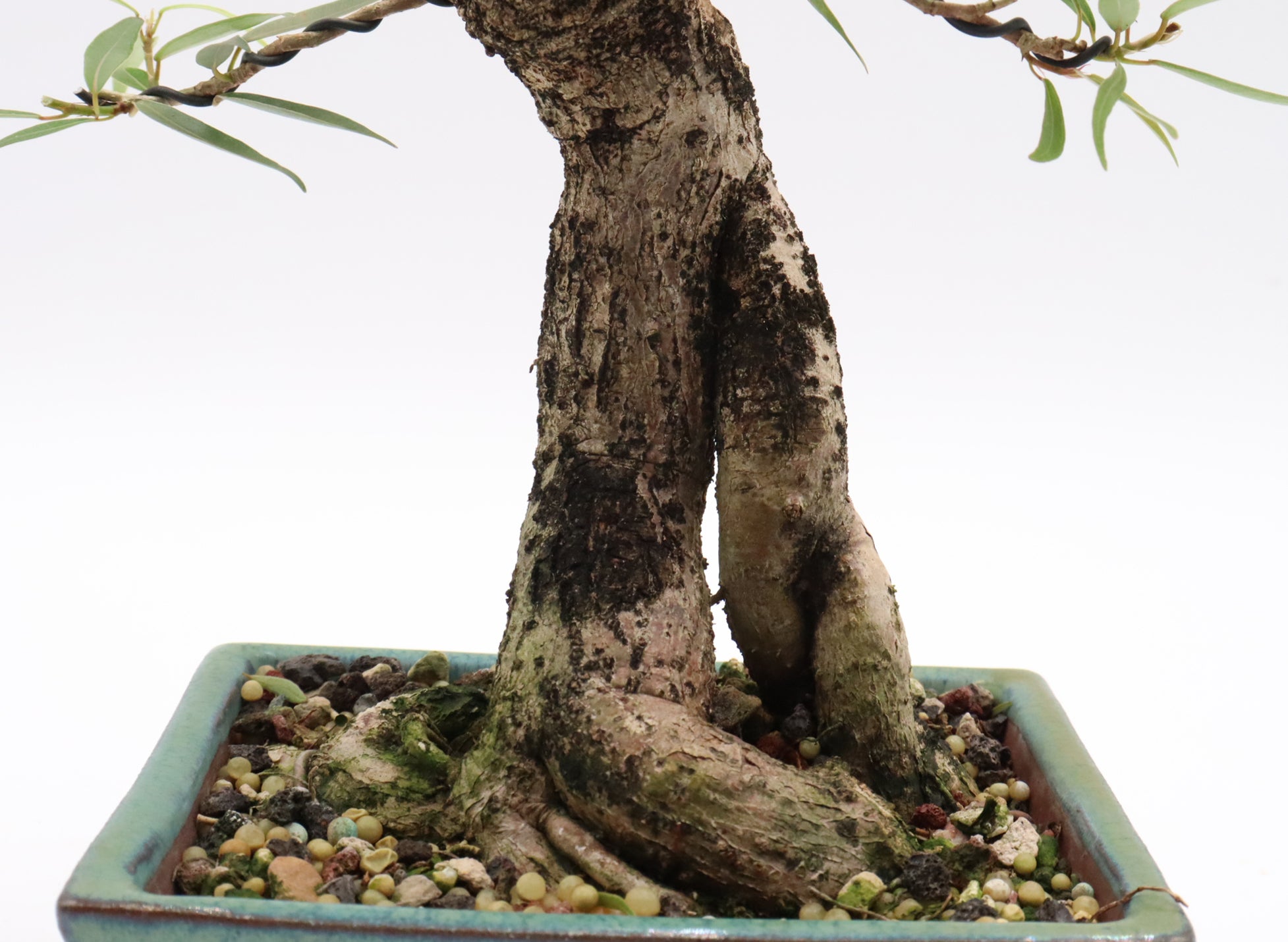 Willow leaf Ficus in a Korean Pot