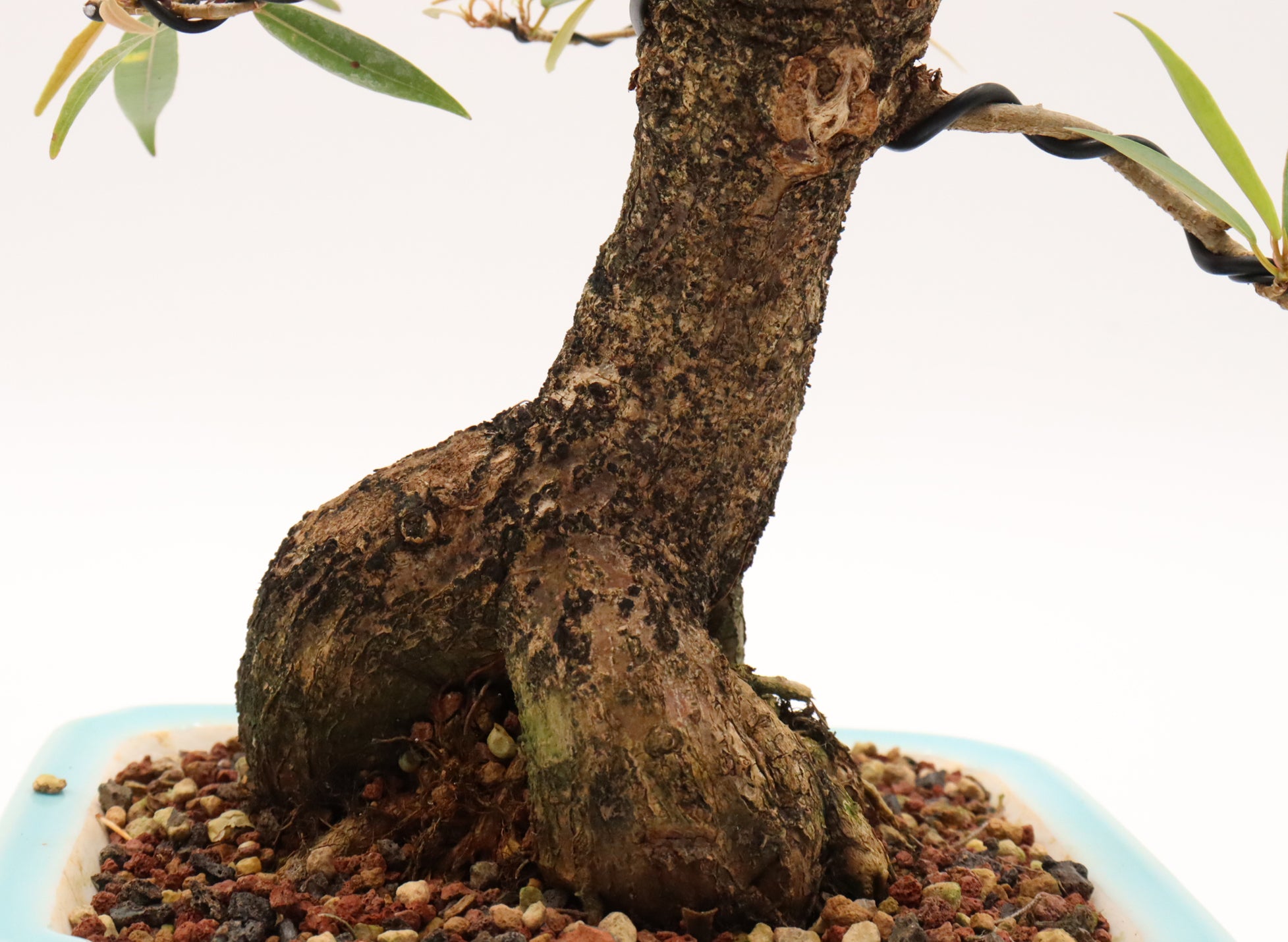 Willow Leaf Ficus in an Exhibition Quality Yixing Container