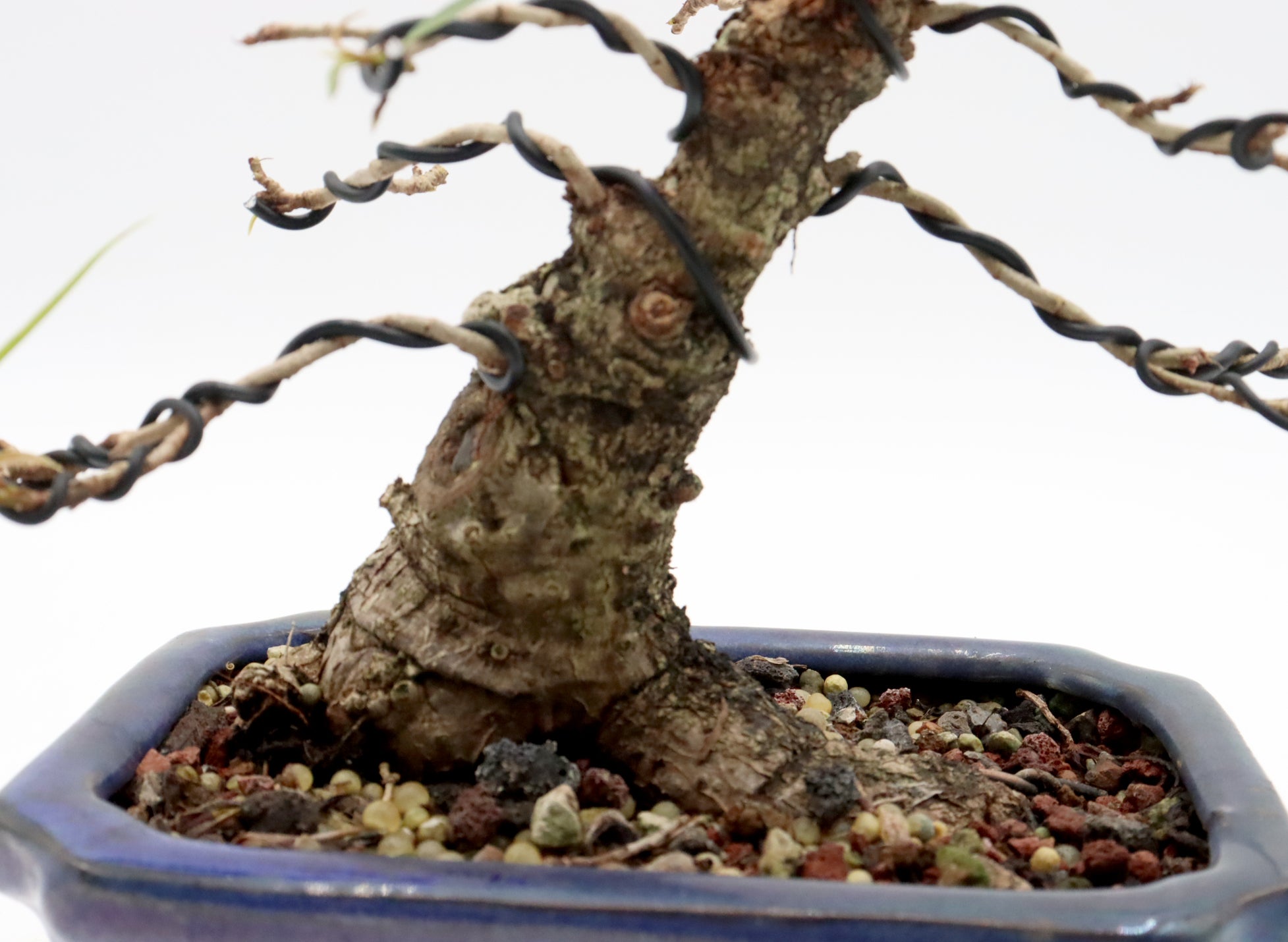 Willow Leaf Ficus in a Glazed Container