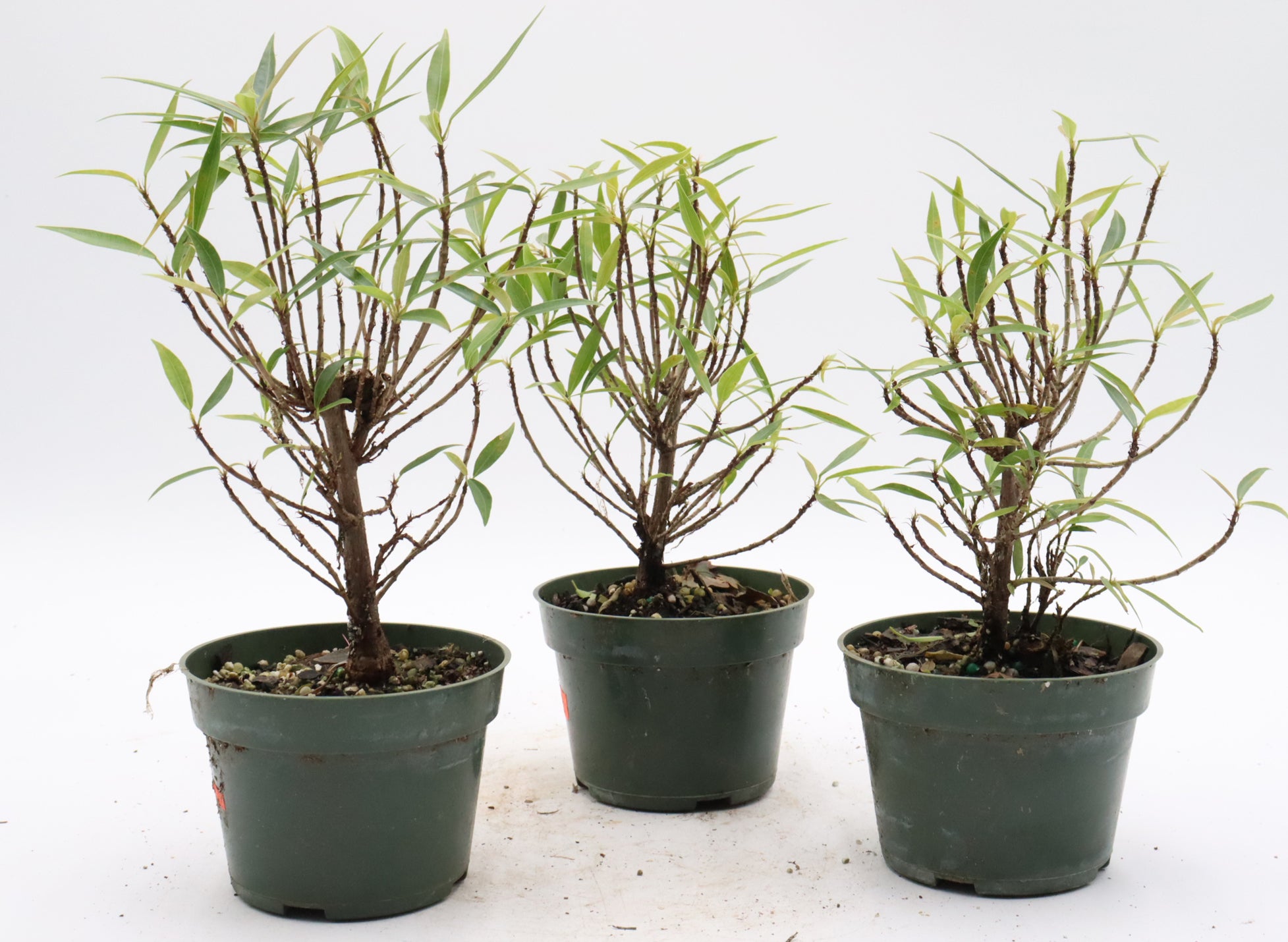 Assorted Willow Leaf Ficus Cuttings in 4 inch pots