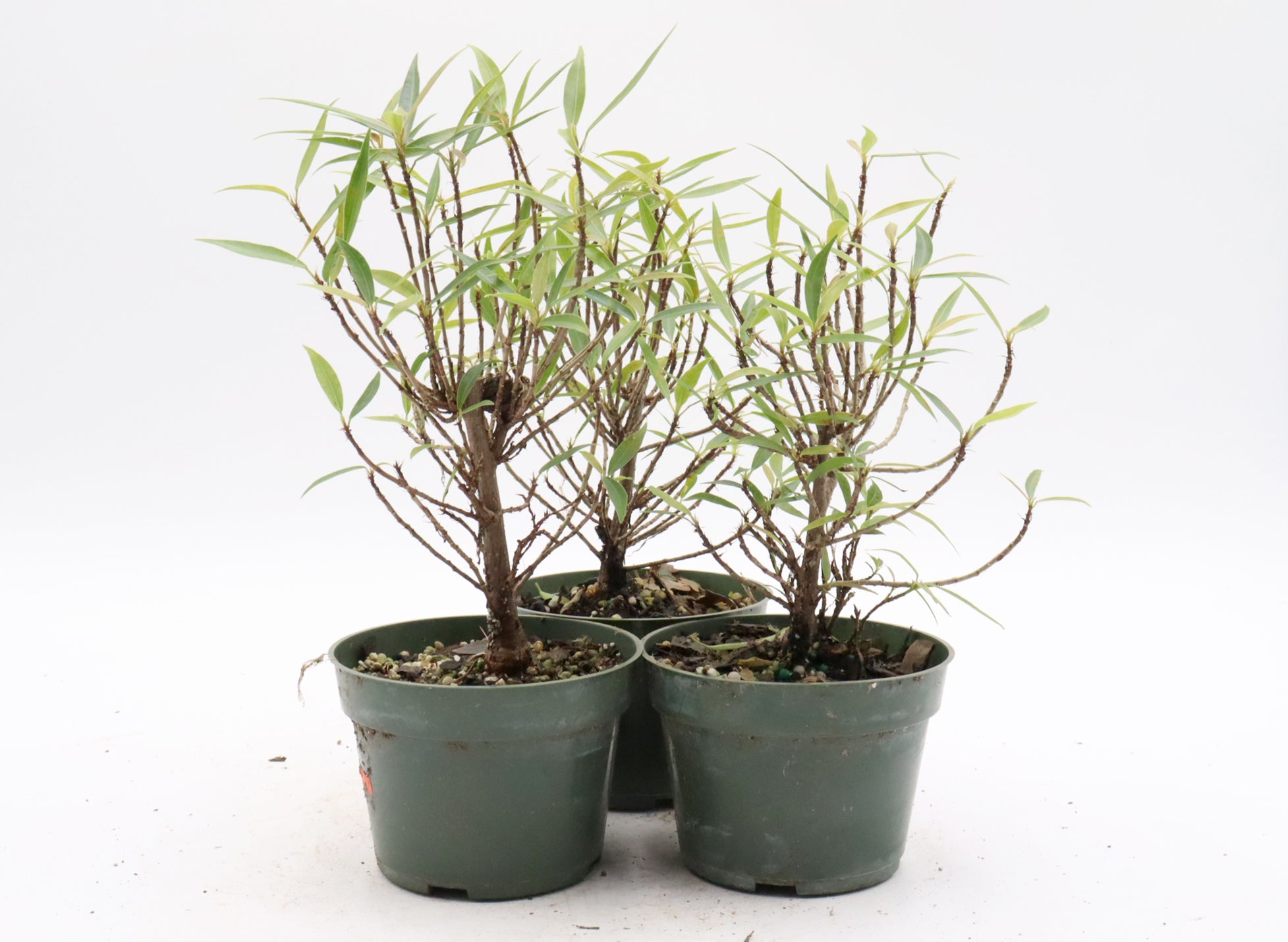 Assorted Willow Leaf Ficus Cuttings in 4 inch pots