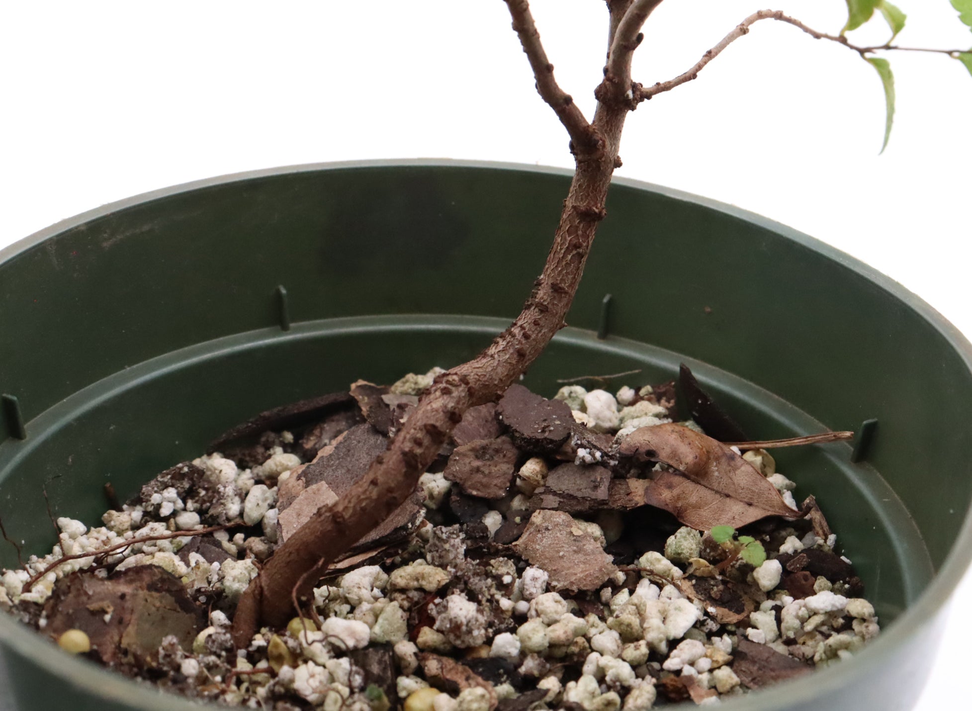 Assorted American Elm (Ulmus americana) Cuttings in Four Inch Pots - Bulk Pricing Available