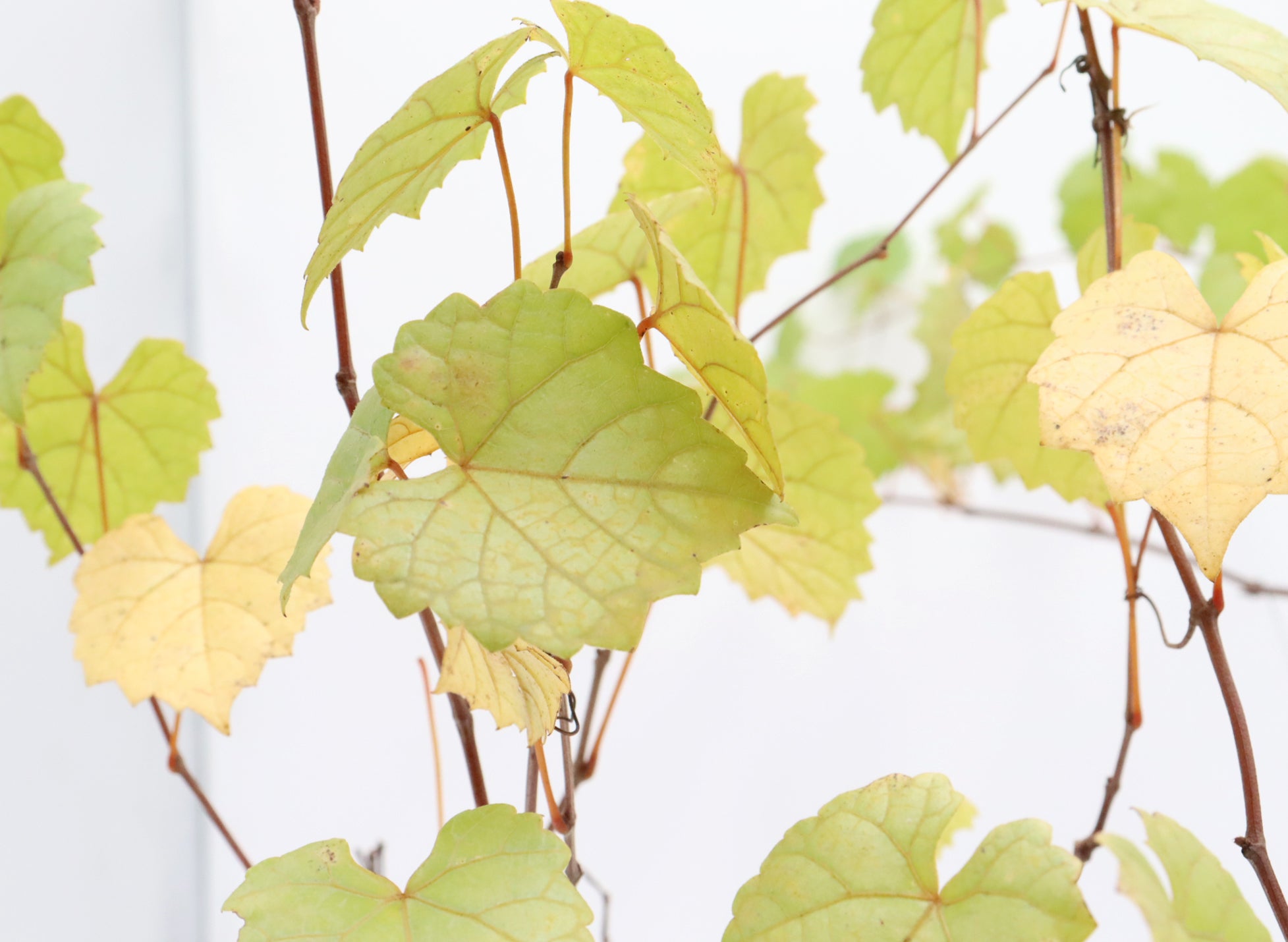Assorted Muscadine Grapevine Cuttings in Six Inch Pots - Bulk Pricing Available