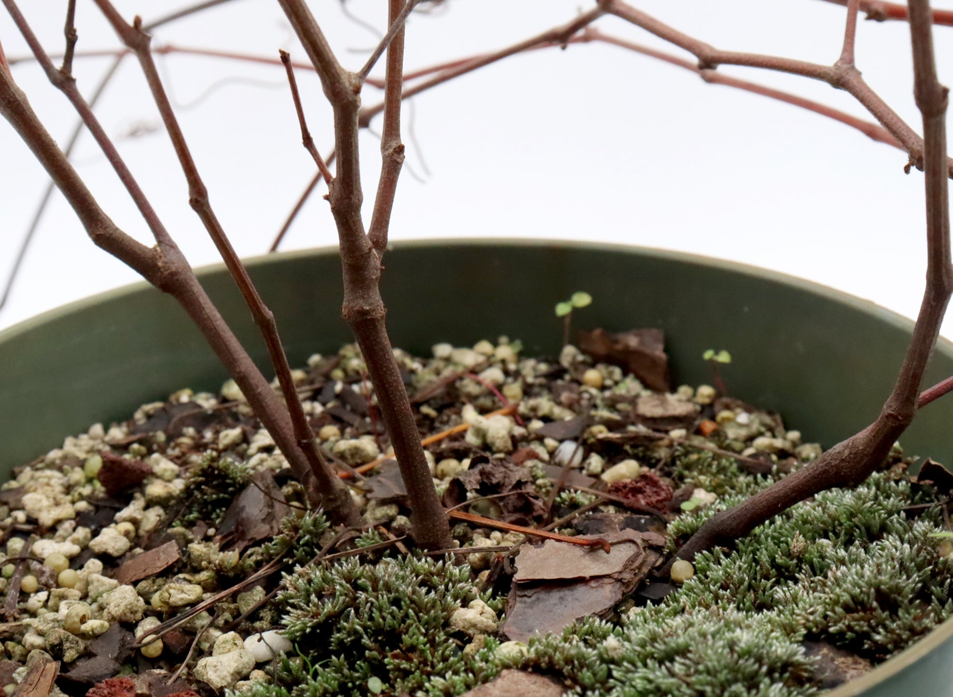 Assorted Muscadine Grapevine Cuttings in Six Inch Pots - Bulk Pricing Available