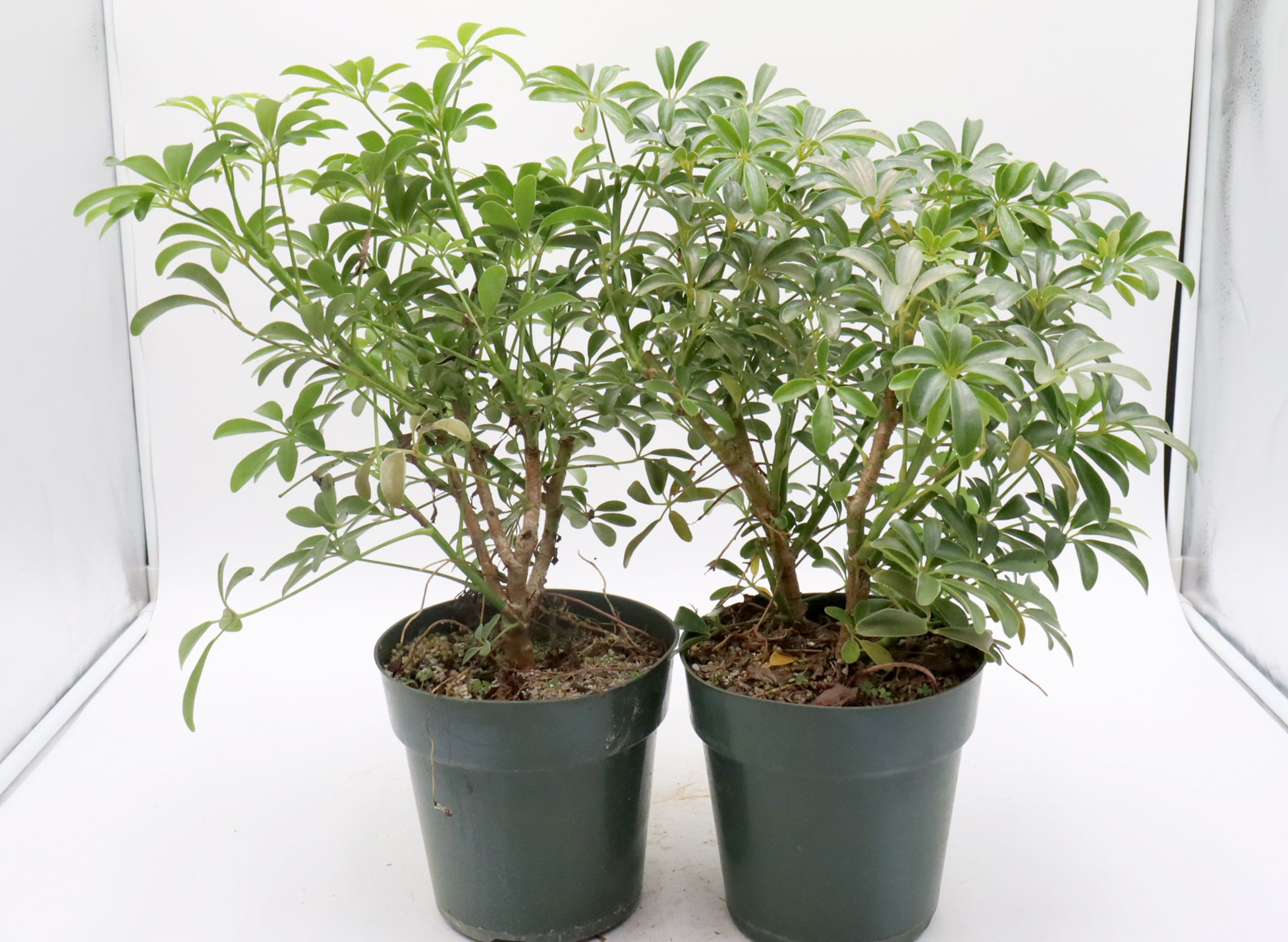 Assorted Schefflera arboricola (Luseane) Cuttings in Six Inch Pots - Bulk Pricing Available