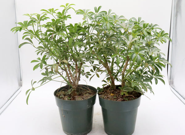 Assorted Schefflera arboricola (Luseane) Cuttings in Six Inch Pots