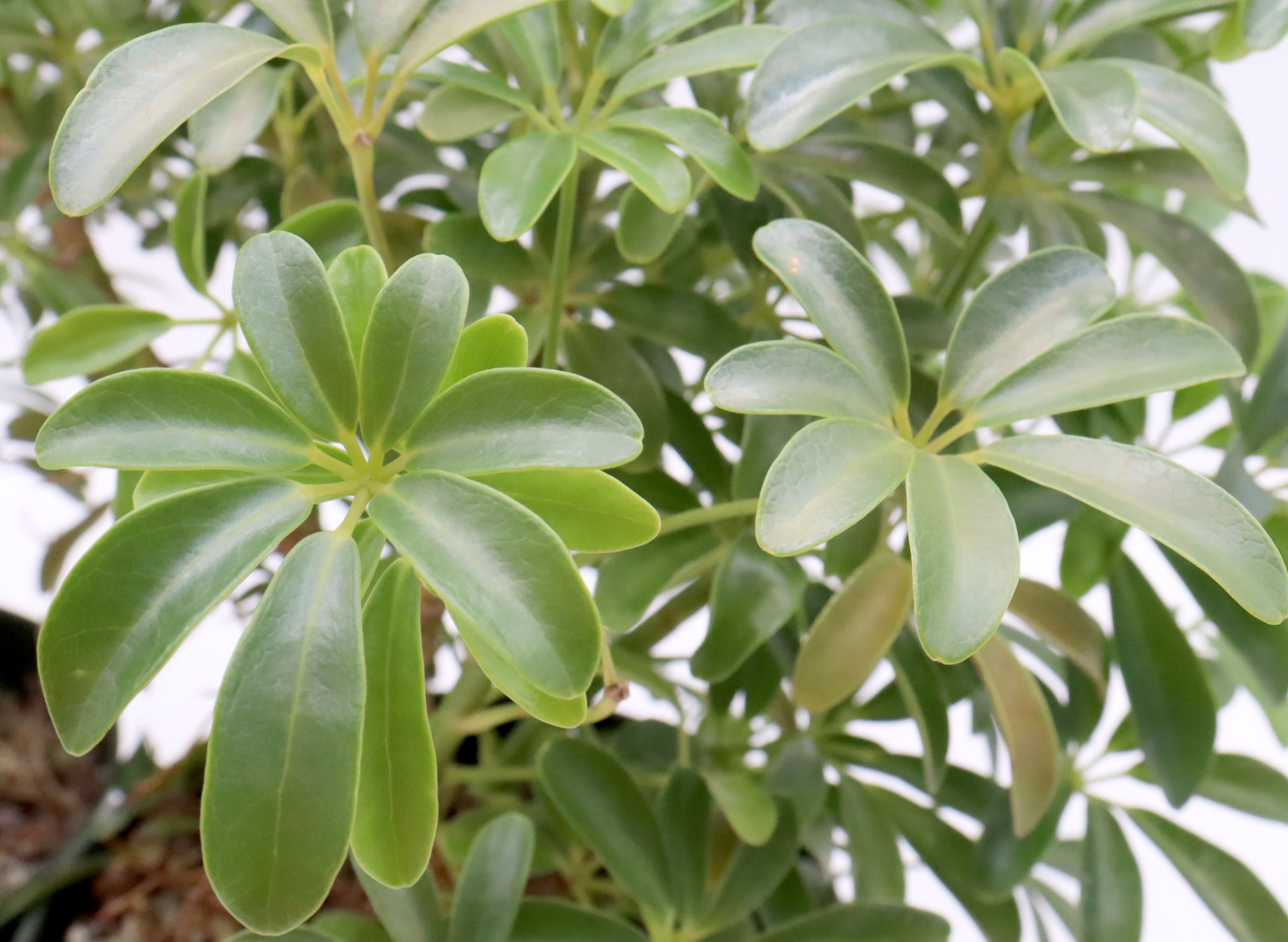 Assorted Schefflera arboricola (Luseane) Cuttings in Six Inch Pots - Bulk Pricing Available