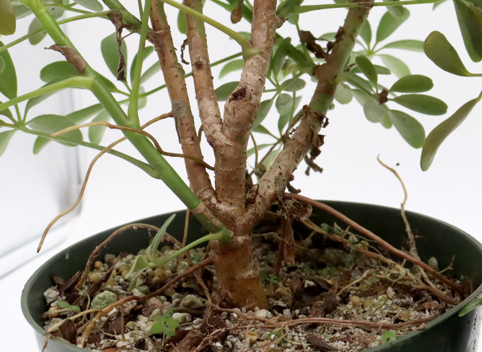Assorted Schefflera arboricola (Luseane) Cuttings in Six Inch Pots - Bulk Pricing Available