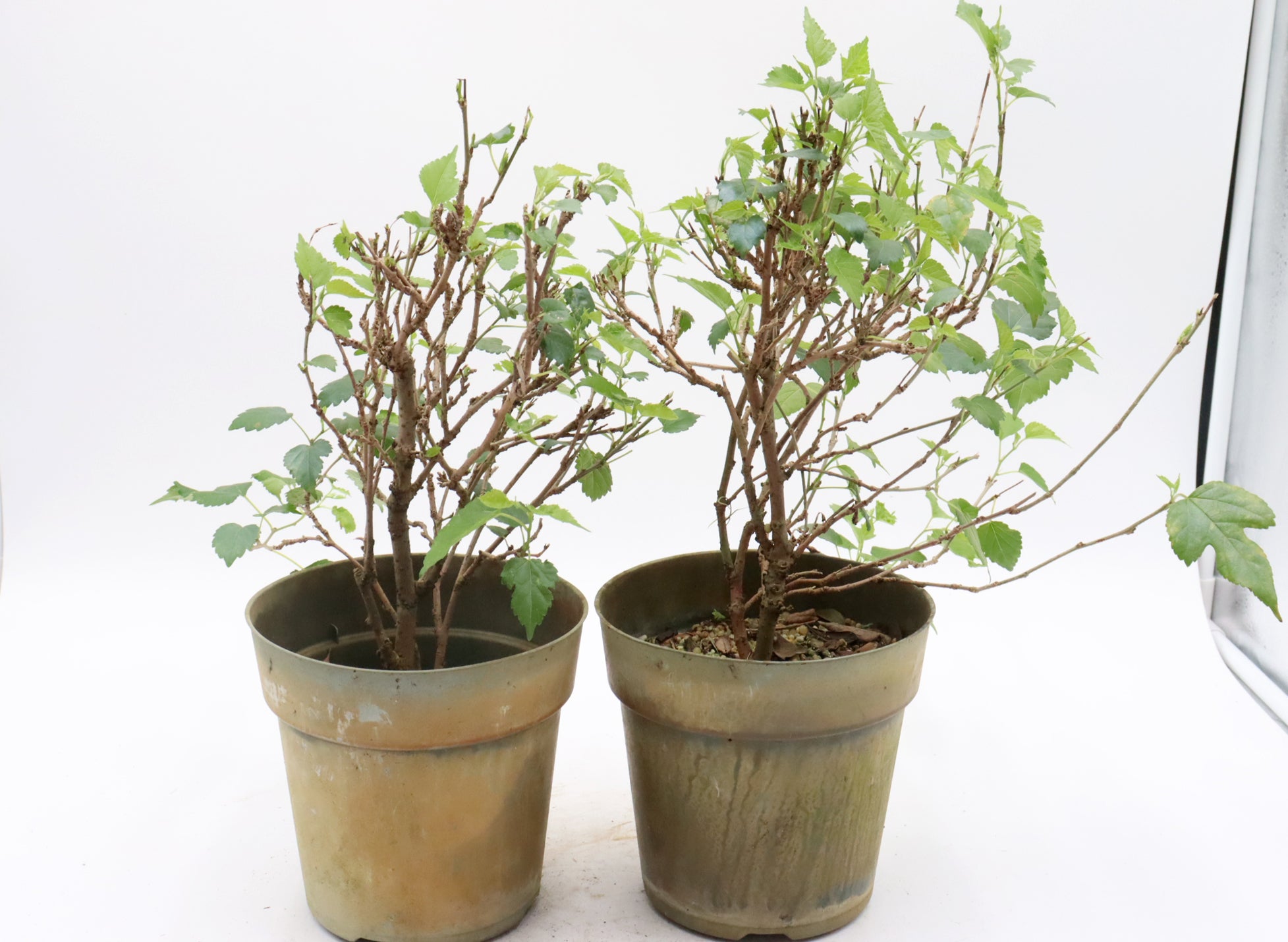 Assorted Dwarf Mulberry Cuttings in Six Inch Pots - Bulk Pricing Available