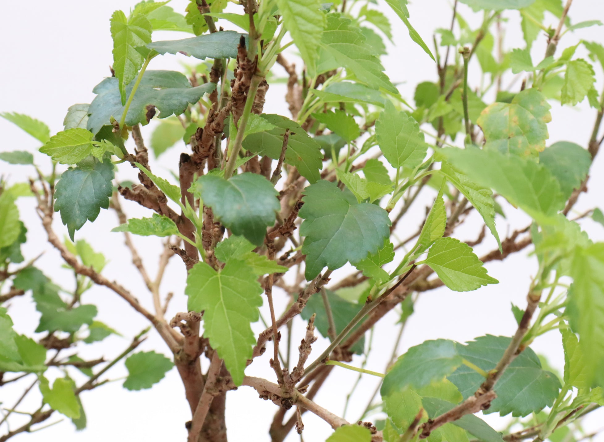 Assorted Dwarf Mulberry Cuttings in Six Inch Pots - Bulk Pricing Available