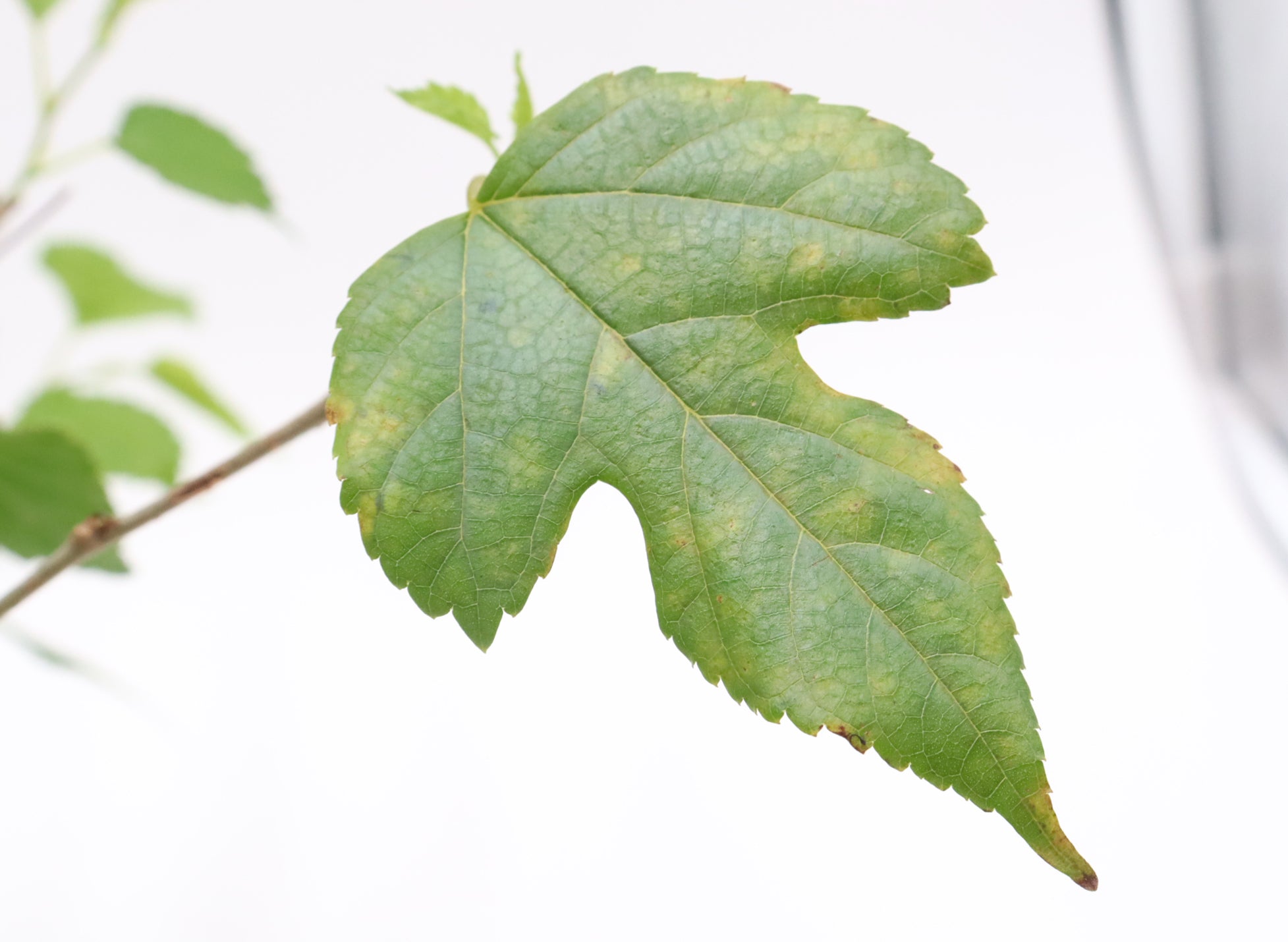 Assorted Dwarf Mulberry Cuttings in Six Inch Pots - Bulk Pricing Available