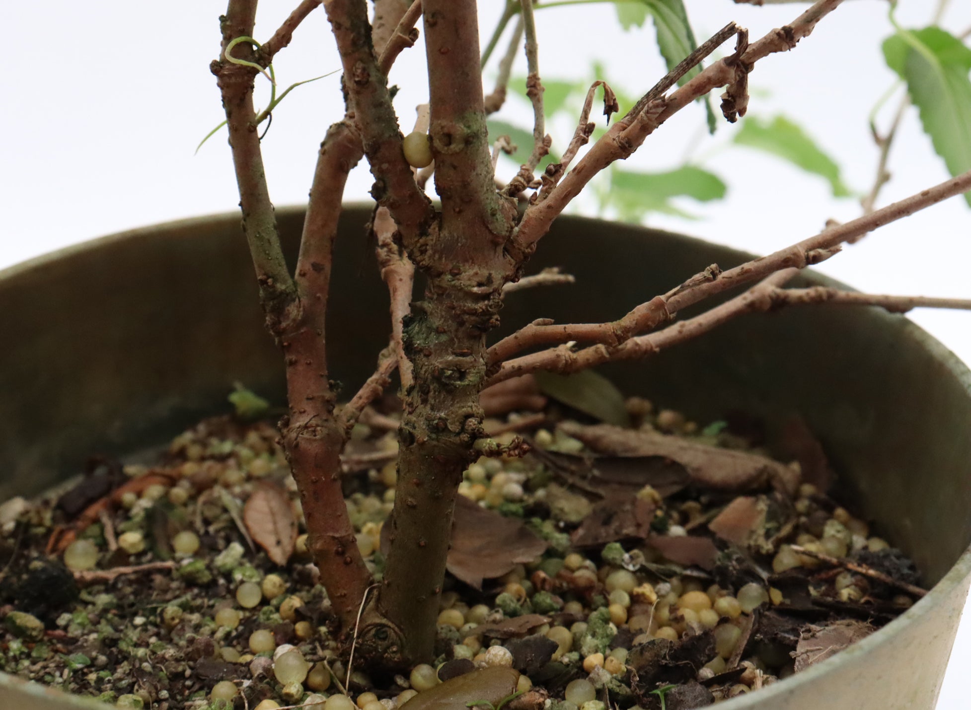 Assorted Dwarf Mulberry Cuttings in Six Inch Pots - Bulk Pricing Available