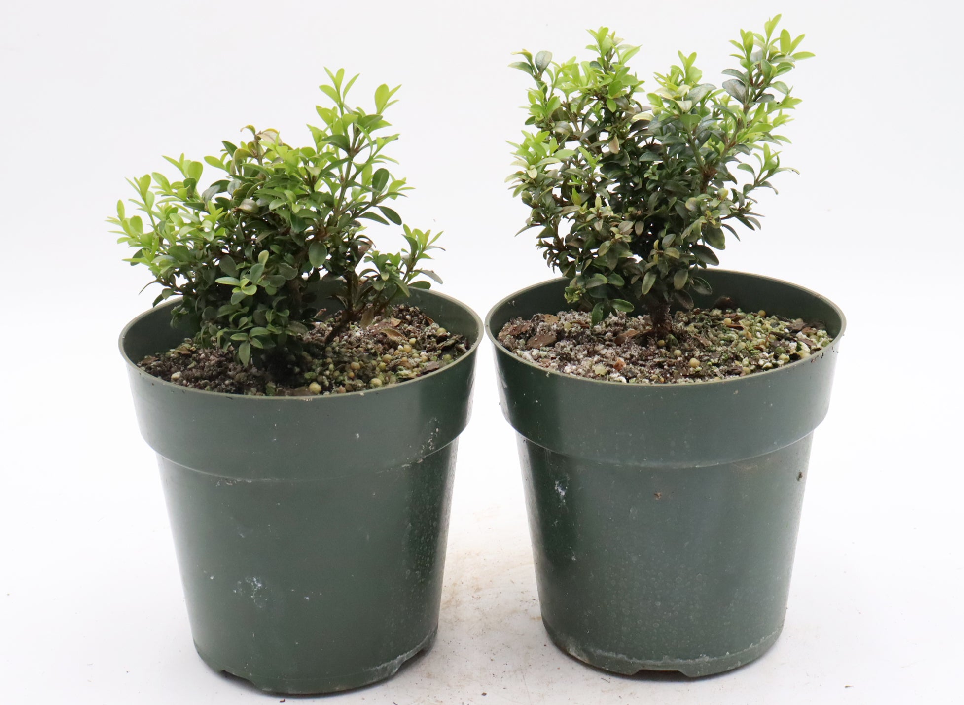 Assorted Kingsville Dwarf Boxwood (Buxus microphylla) Cuttings in Six Inch Pots - Bulk Pricing Available