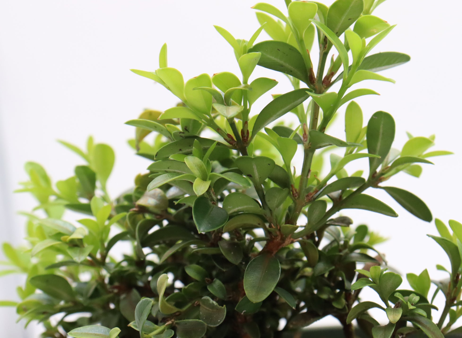 Assorted Kingsville Dwarf Boxwood (Buxus microphylla) Cuttings in Six Inch Pots - Bulk Pricing Available