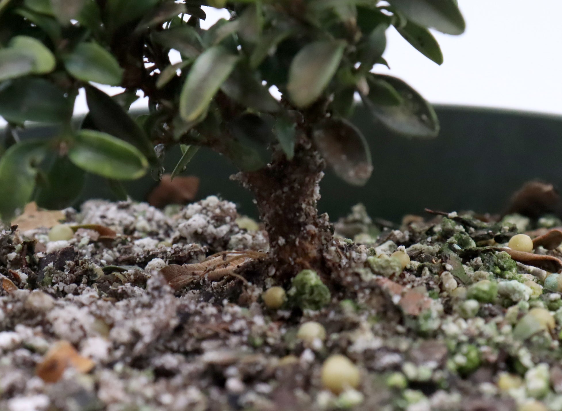 Assorted Kingsville Dwarf Boxwood (Buxus microphylla) Cuttings in Six Inch Pots - Bulk Pricing Available