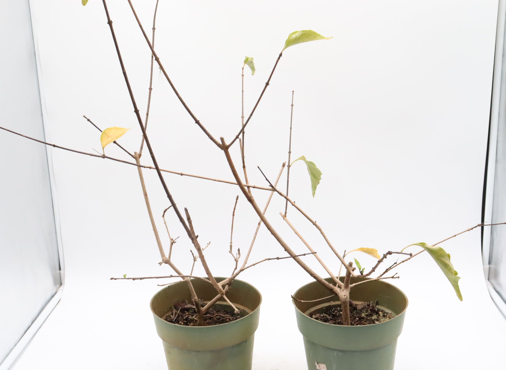 Assorted Musk Maple Cuttings in Six Inch Pots - Bulk Pricing Available