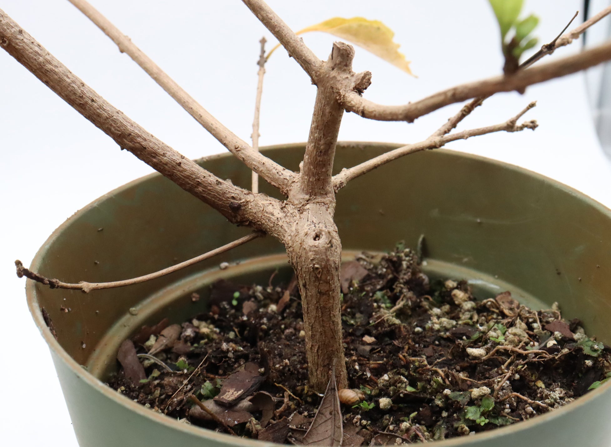 Assorted Musk Maple Cuttings in Six Inch Pots - Bulk Pricing Available