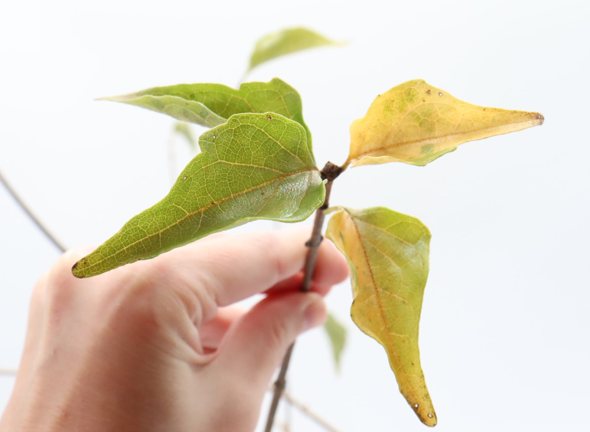 Assorted Musk Maple Cuttings in Six Inch Pots - Bulk Pricing Available