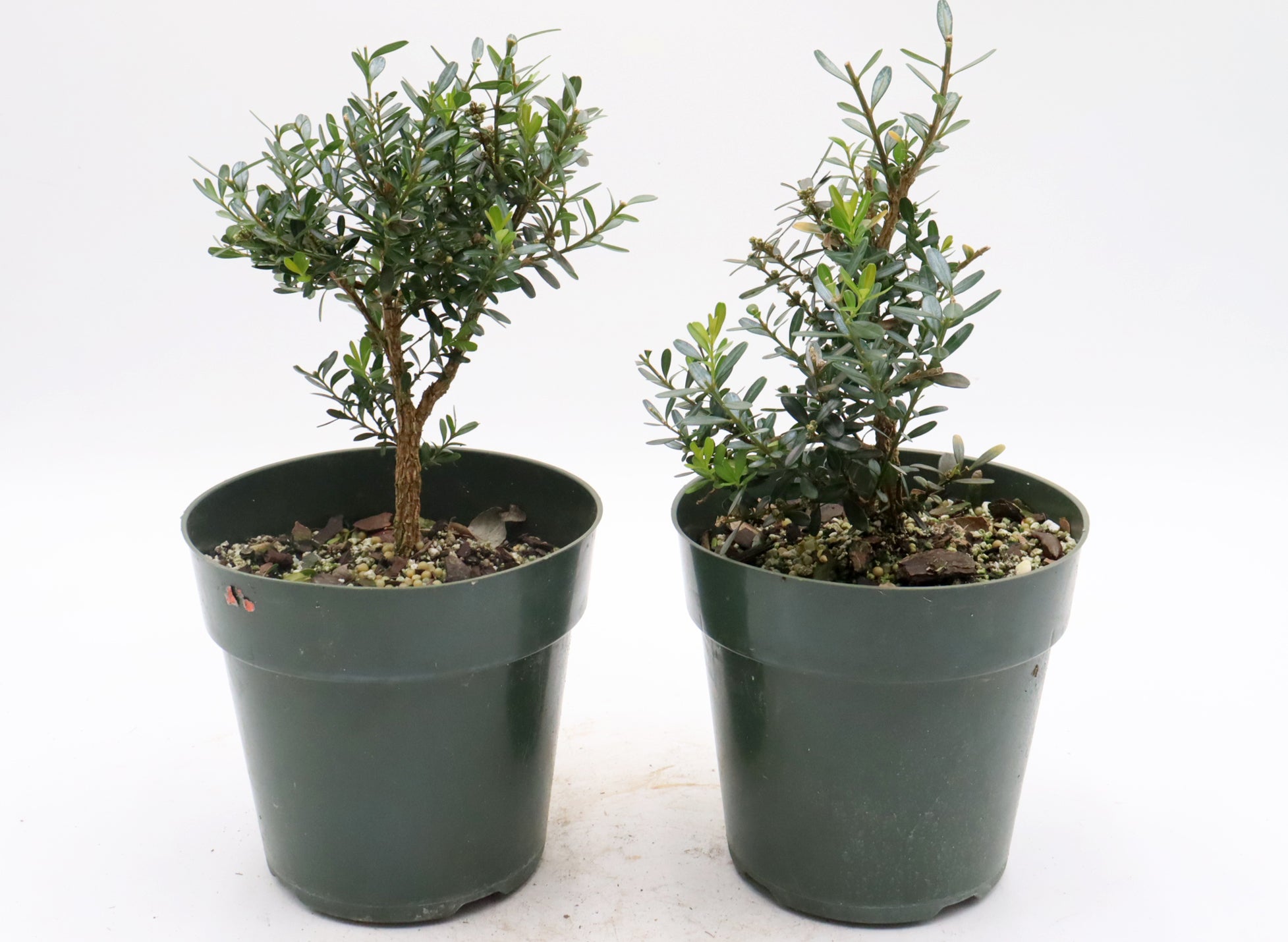 Assorted Harland Boxwood Cuttings in Six Inch Pots - Bulk Pricing Available