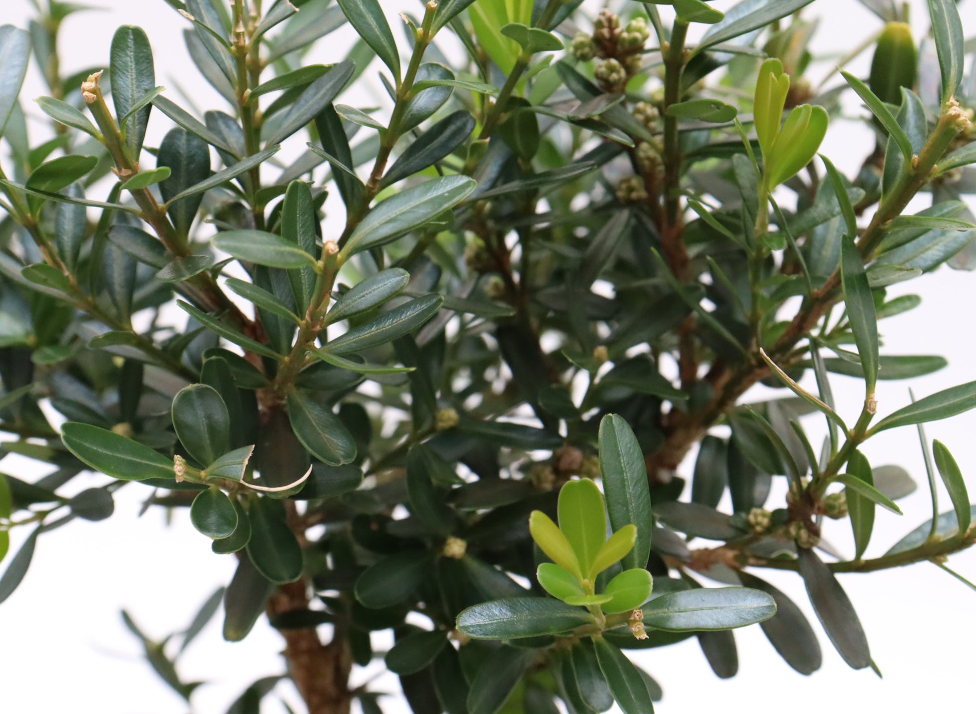 Assorted Harland Boxwood Cuttings in Six Inch Pots - Bulk Pricing Available