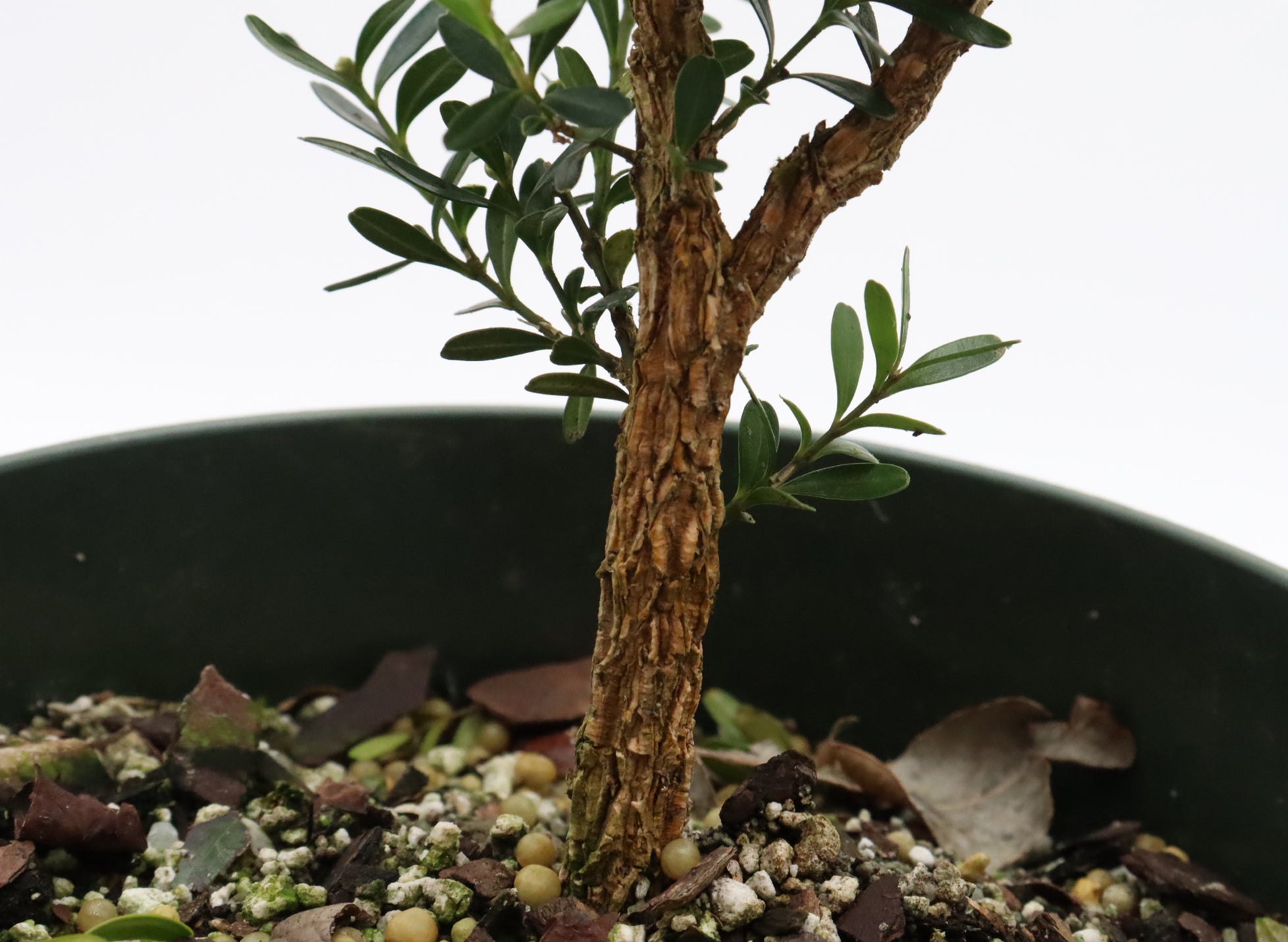 Assorted Harland Boxwood Cuttings in Six Inch Pots - Bulk Pricing Available