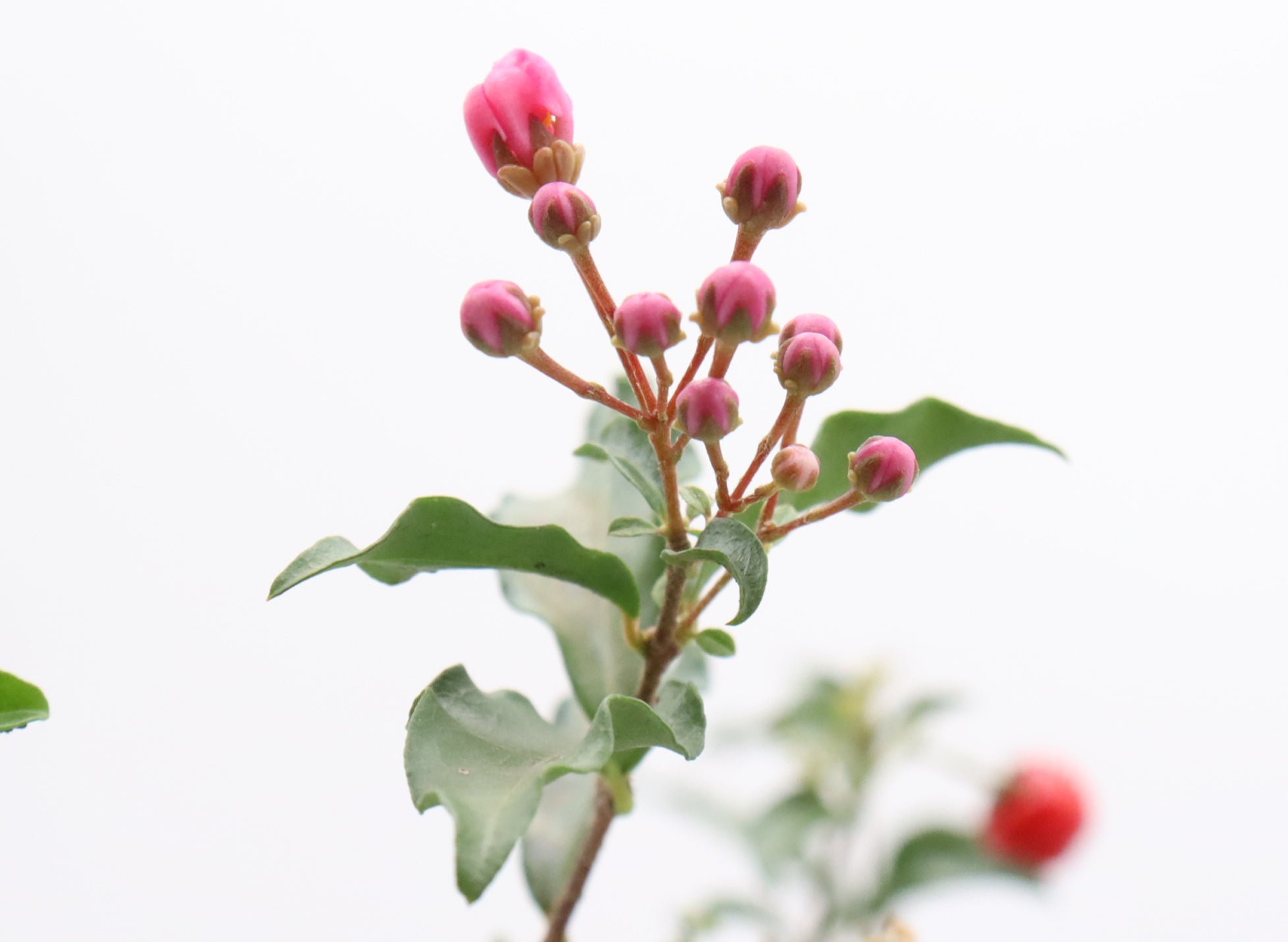 Assorted Dwarf Barbados Cherry Starter Bonsai