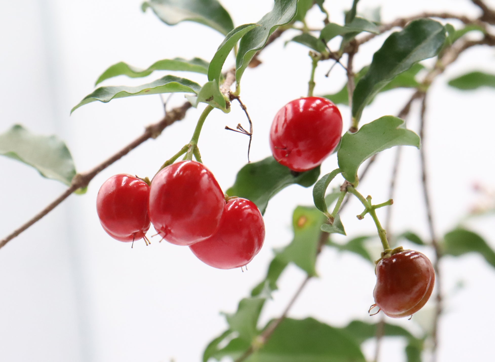Assorted Dwarf Barbados Cherry Starter Bonsai