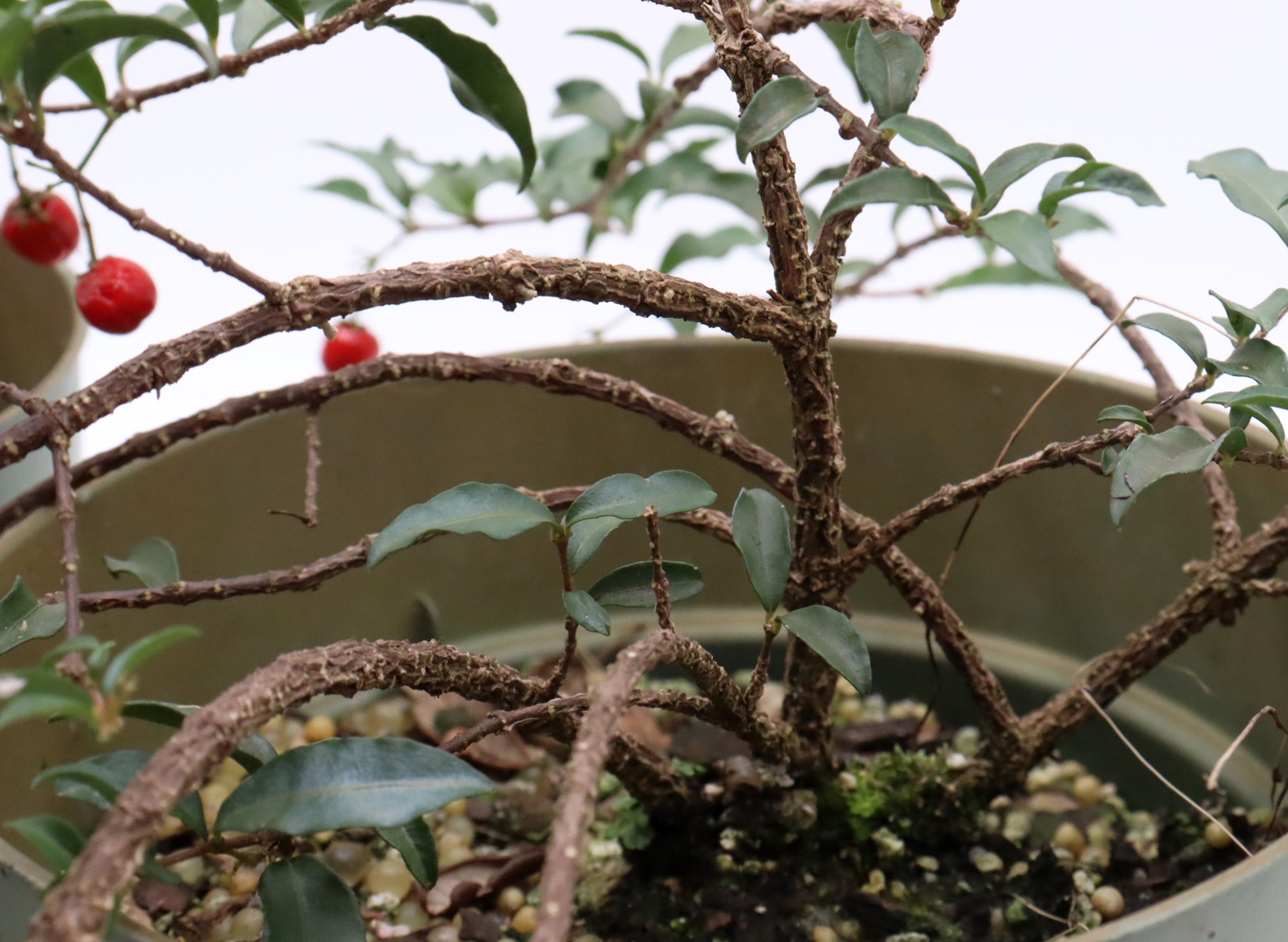 Assorted Dwarf Barbados Cherry Cuttings in Six Inch Pots - Bulk Pricing Available