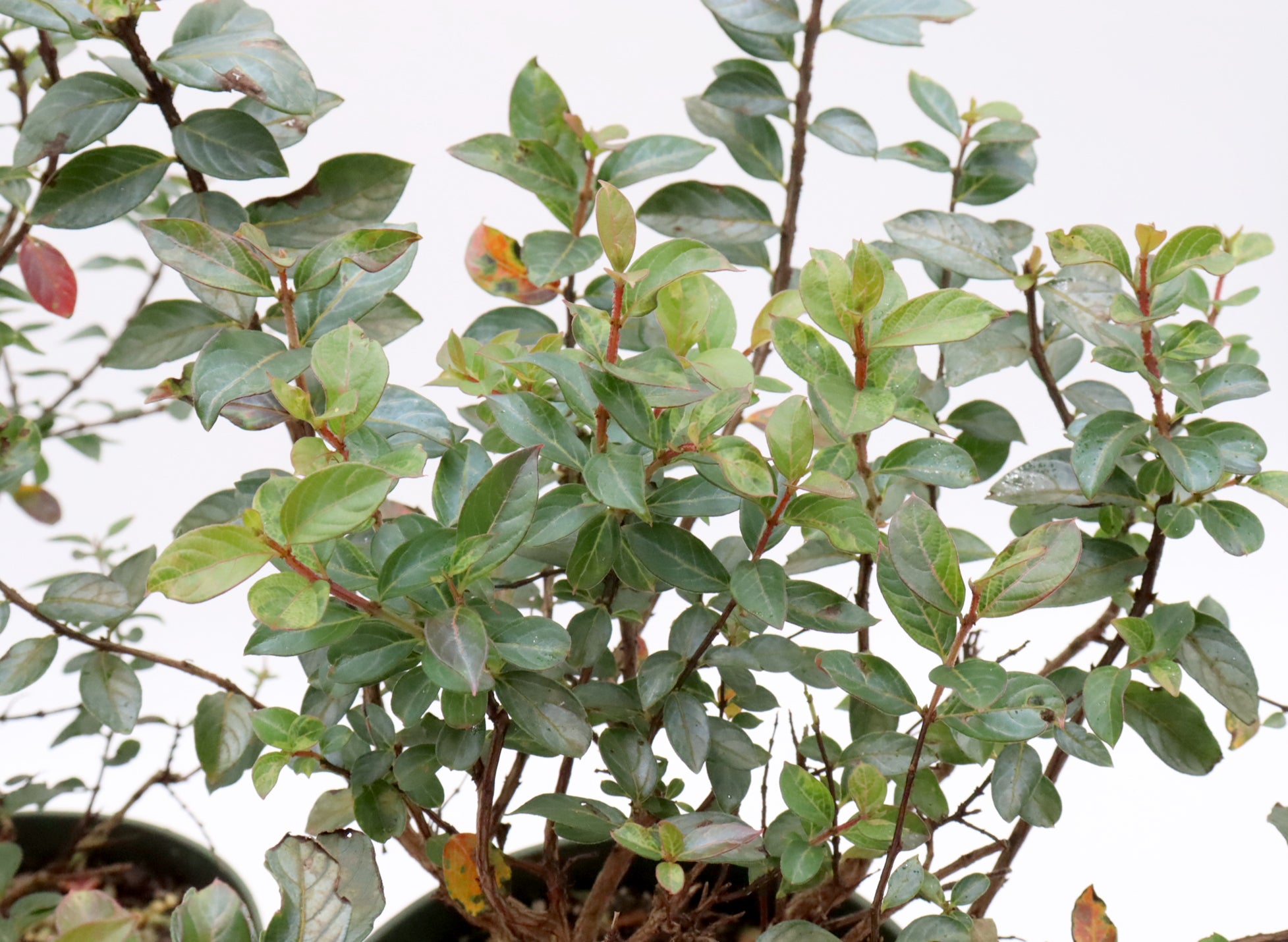 Assorted Pokomoke Crepe Myrtle Cuttings in Six Inch Pots - Bulk Pricing Available
