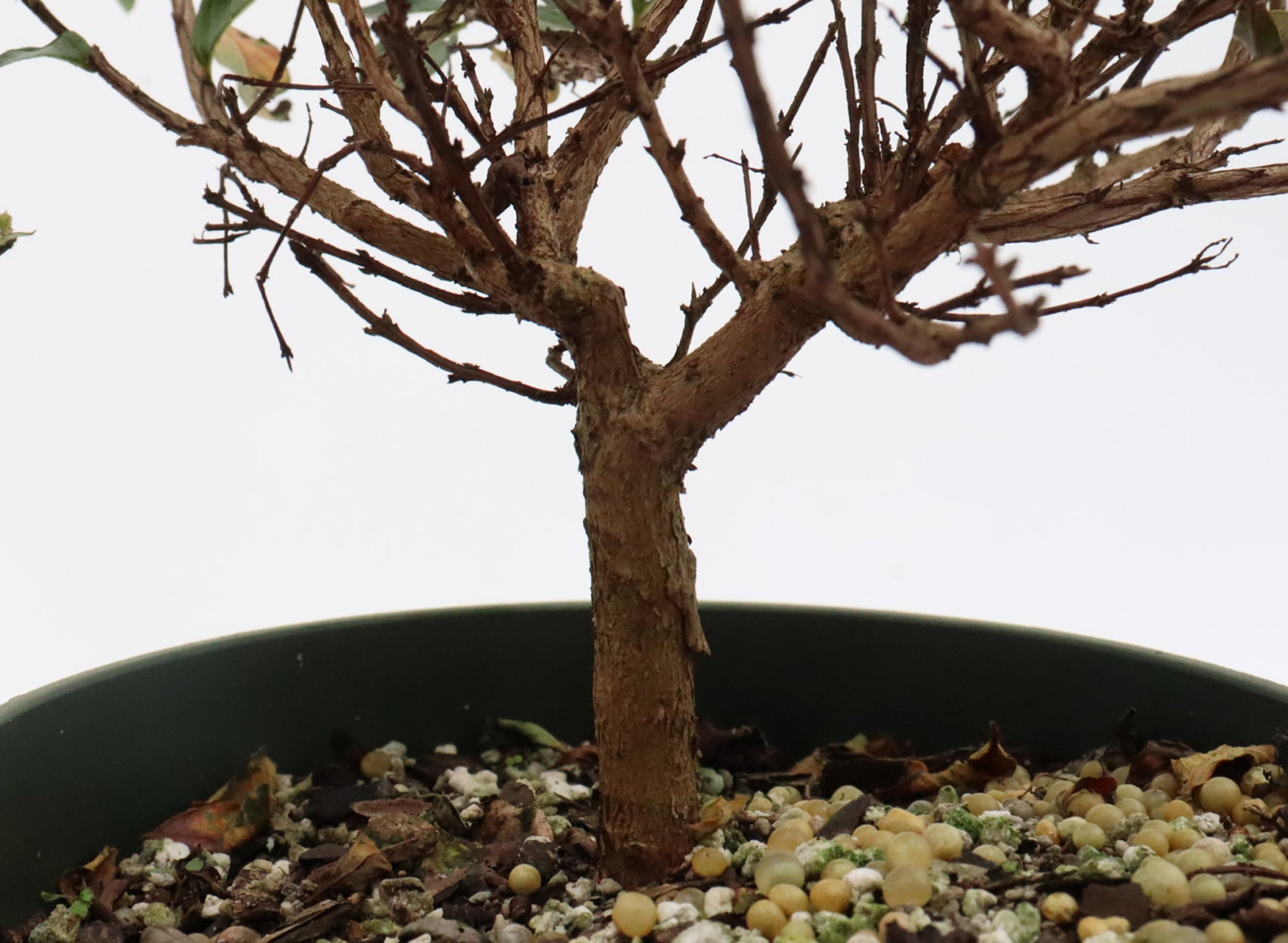 Assorted Pokomoke Crepe Myrtle Cuttings in Six Inch Pots - Bulk Pricing Available