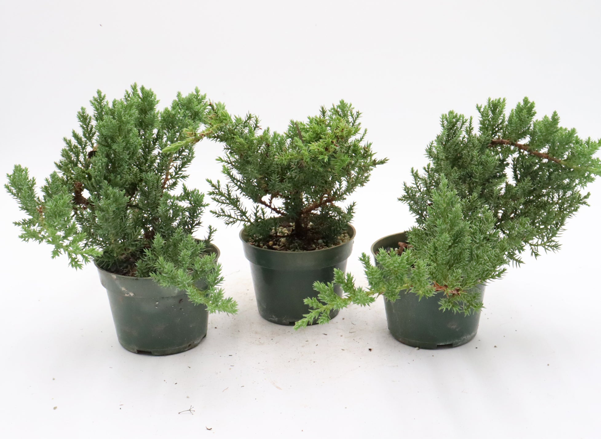 Assorted Juniper Procumbens nana Cuttings in Four Inch Pots - Bulk Pricing Available