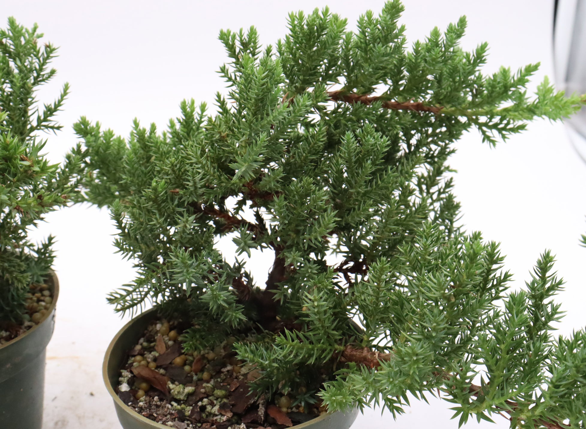 Assorted Juniper Procumbens nana Cuttings in Four Inch Pots - Bulk Pricing Available