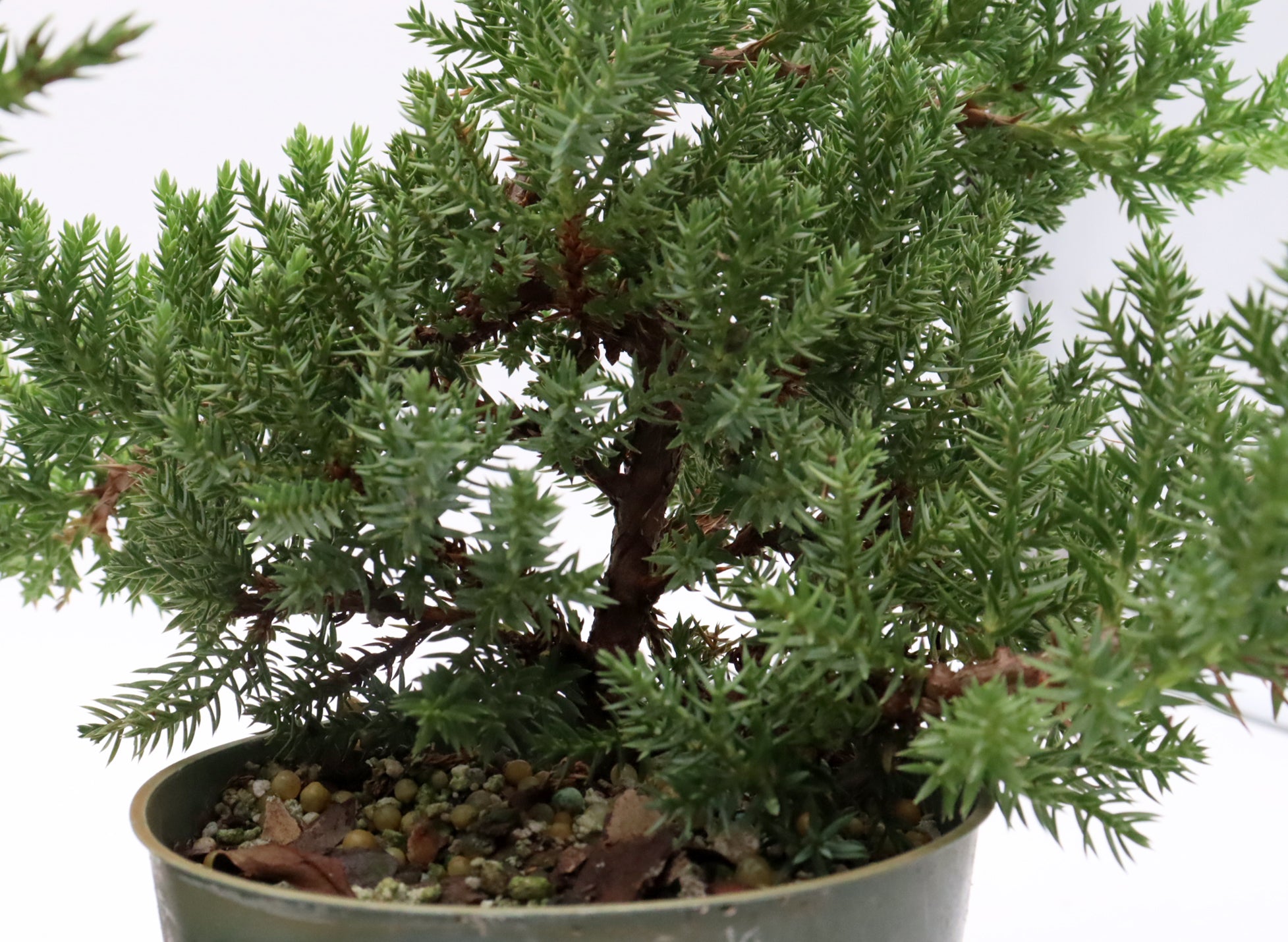 Assorted Juniper Procumbens nana Cuttings in Four Inch Pots - Bulk Pricing Available