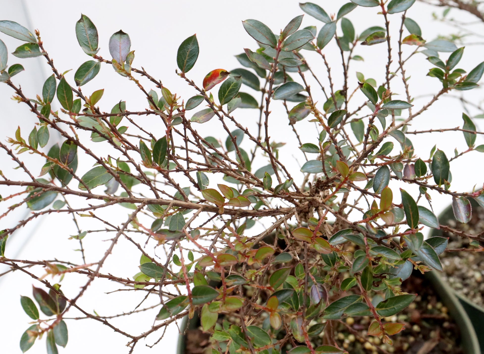 Assorted Chickasaw Crepe Myrtle Cuttings in Six Inch Pots - Bulk Pricing Available
