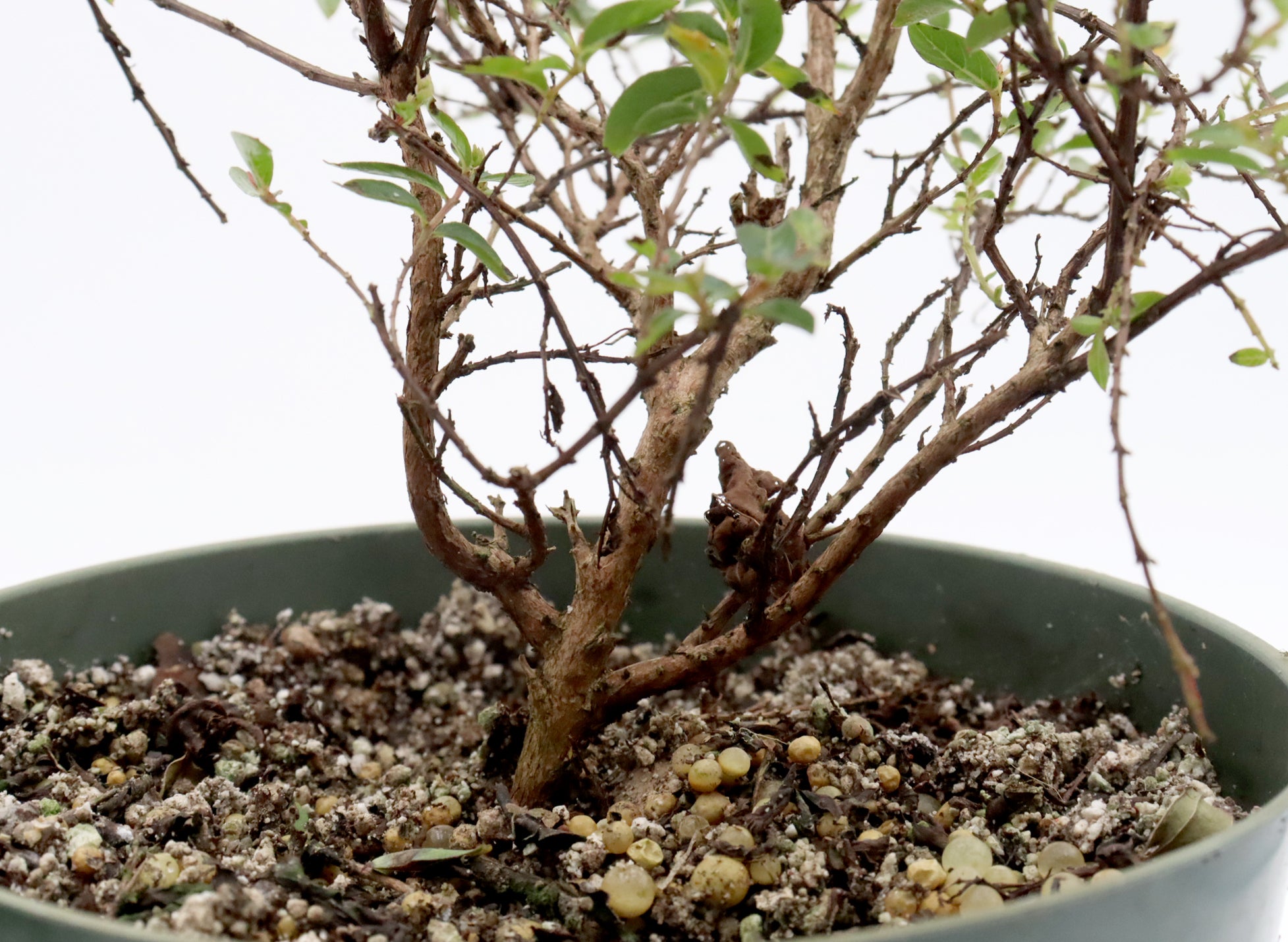 Assorted Chickasaw Crepe Myrtle Cuttings in Six Inch Pots - Bulk Pricing Available
