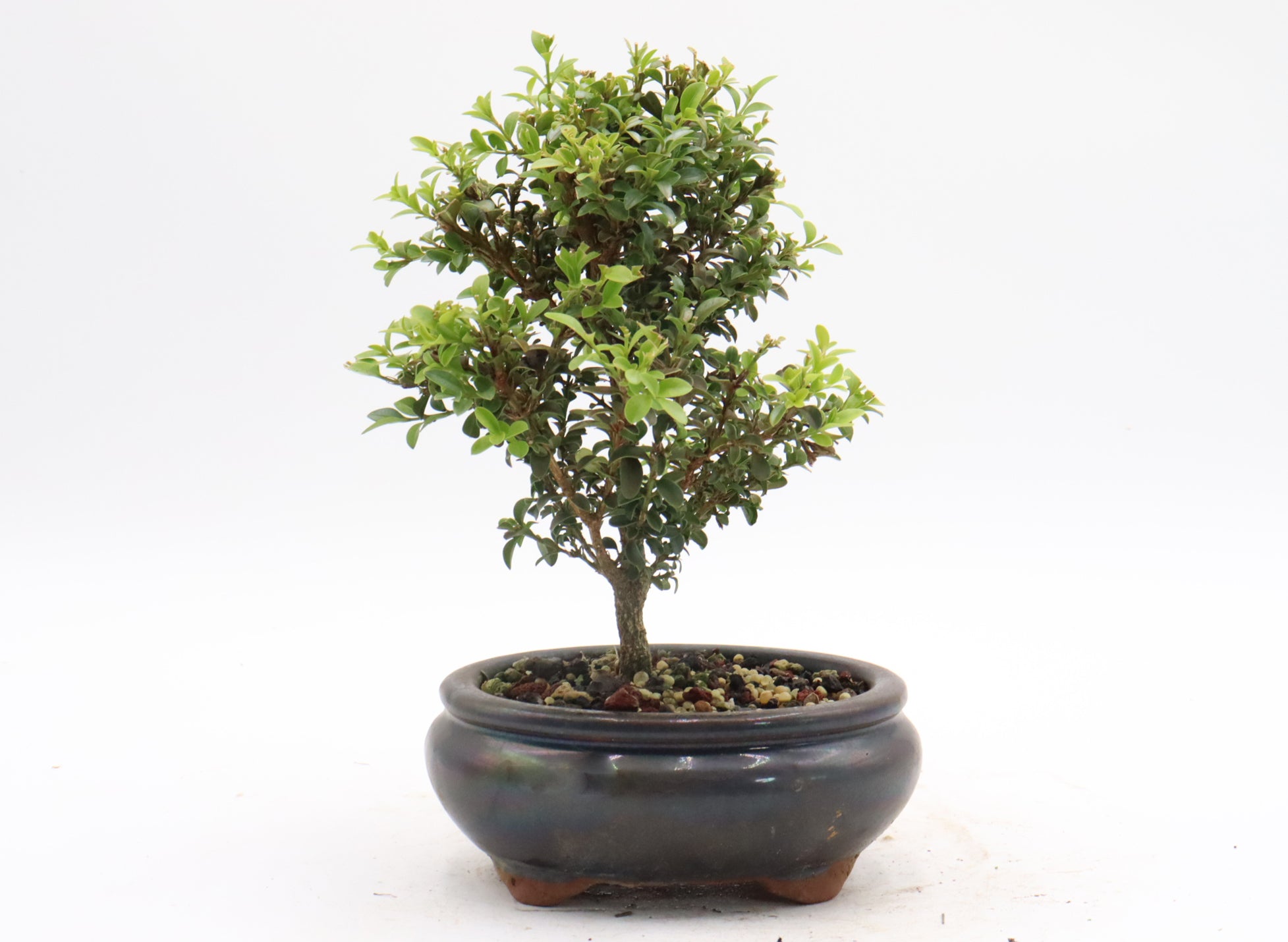 Assorted Kingsville Dwarf Boxwood Starter Bonsai