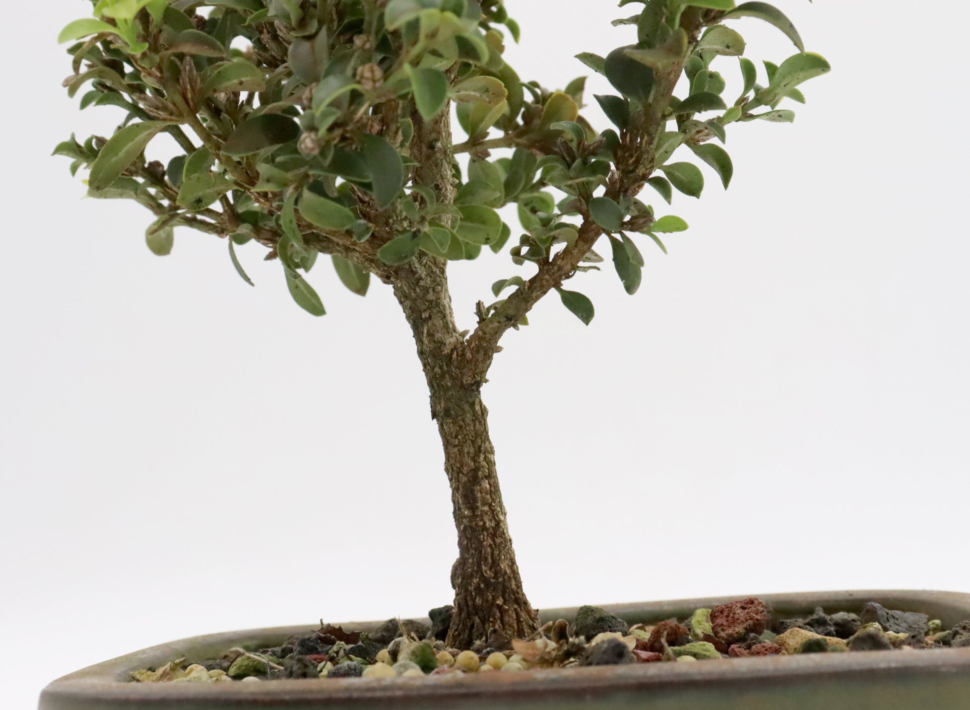 Assorted Kingsville Dwarf Boxwood Starter Bonsai
