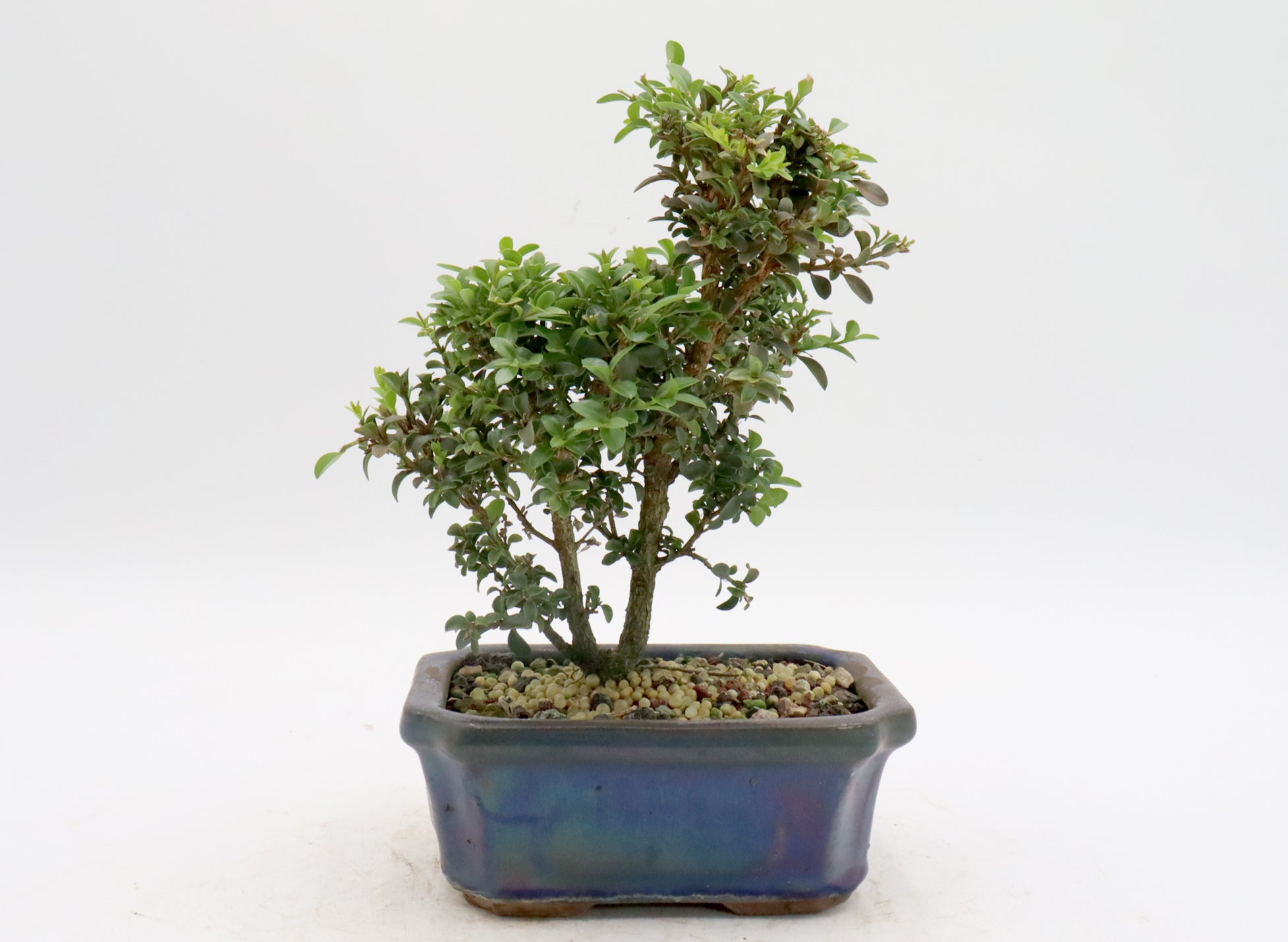 Assorted Kingsville Dwarf Boxwood Starter Bonsai