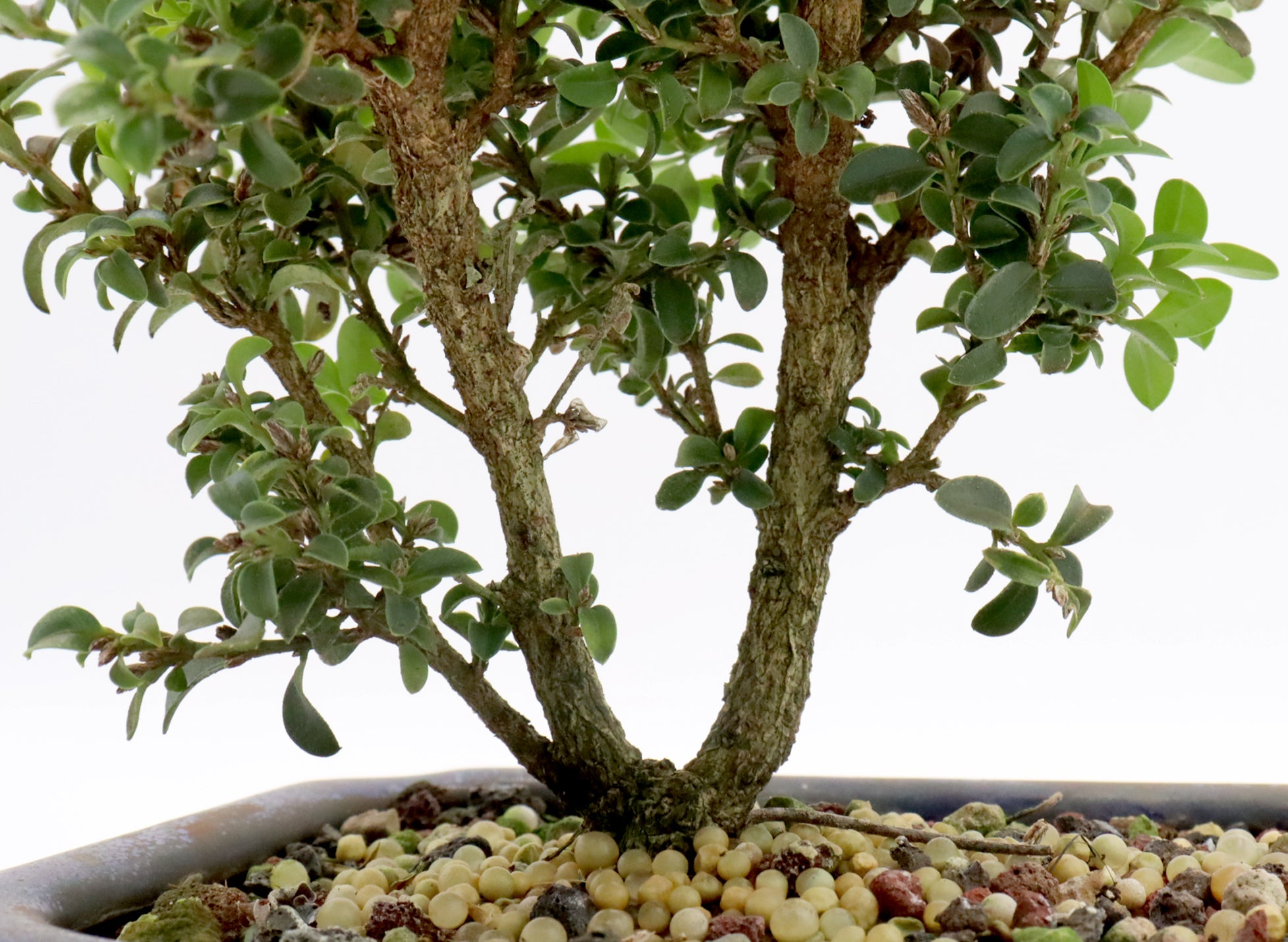Assorted Kingsville Dwarf Boxwood Starter Bonsai