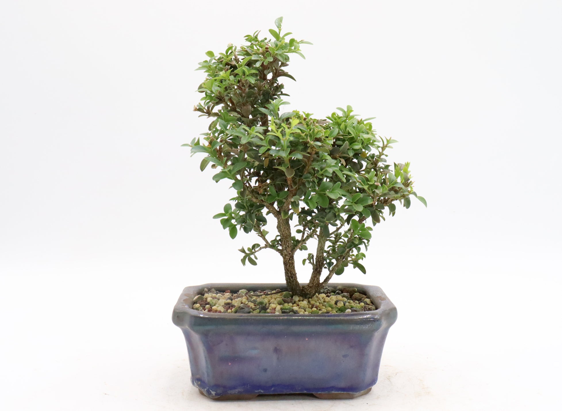 Assorted Kingsville Dwarf Boxwood Starter Bonsai