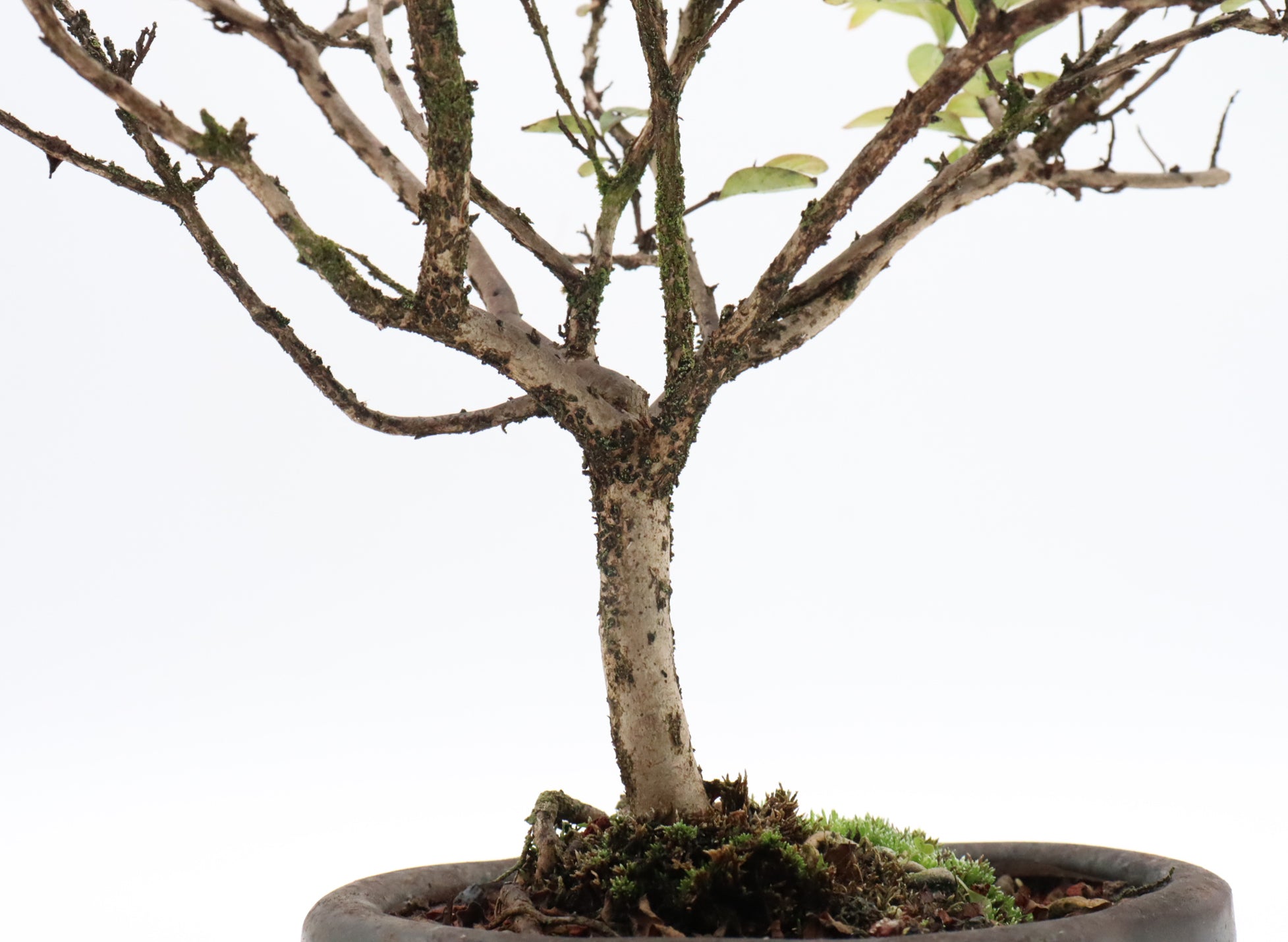 Assorted Dwarf Crepe Myrtle Starter Bonsai